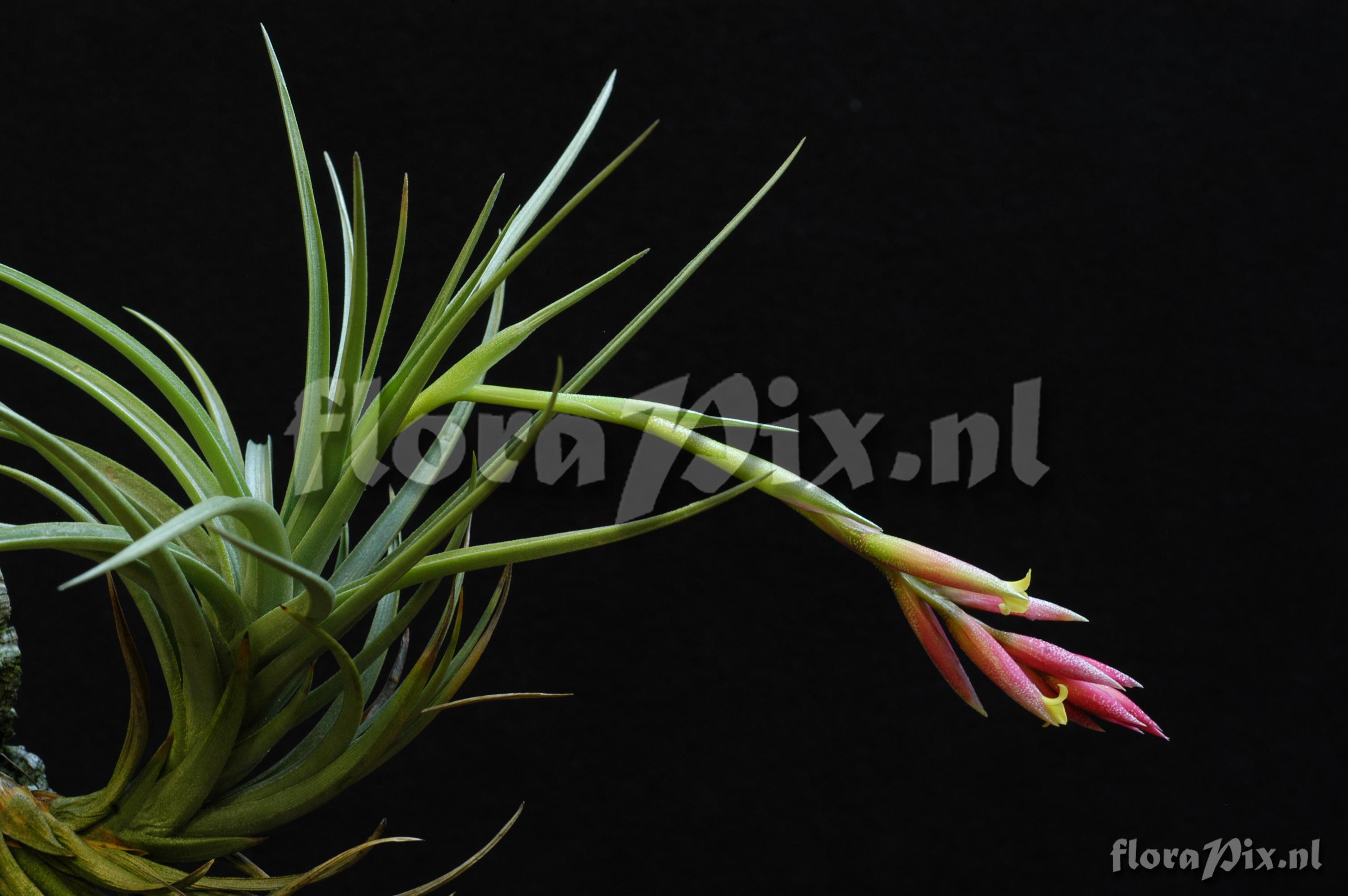 Tillandsia jucunda var. jucunda