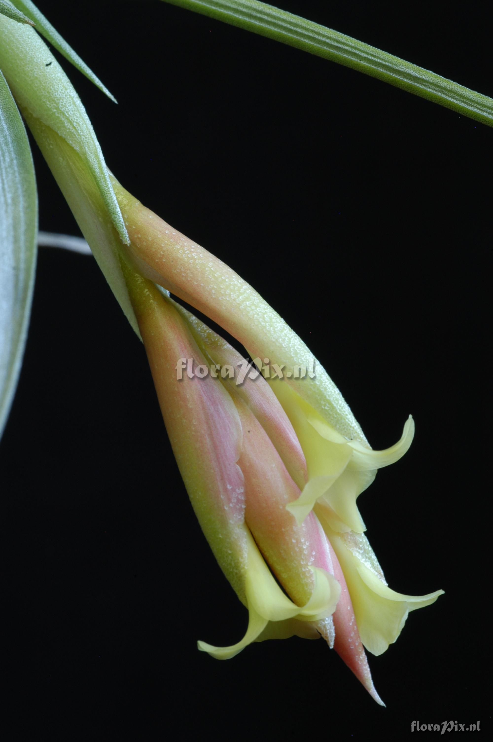 Tillandsia jucunda var. jucunda