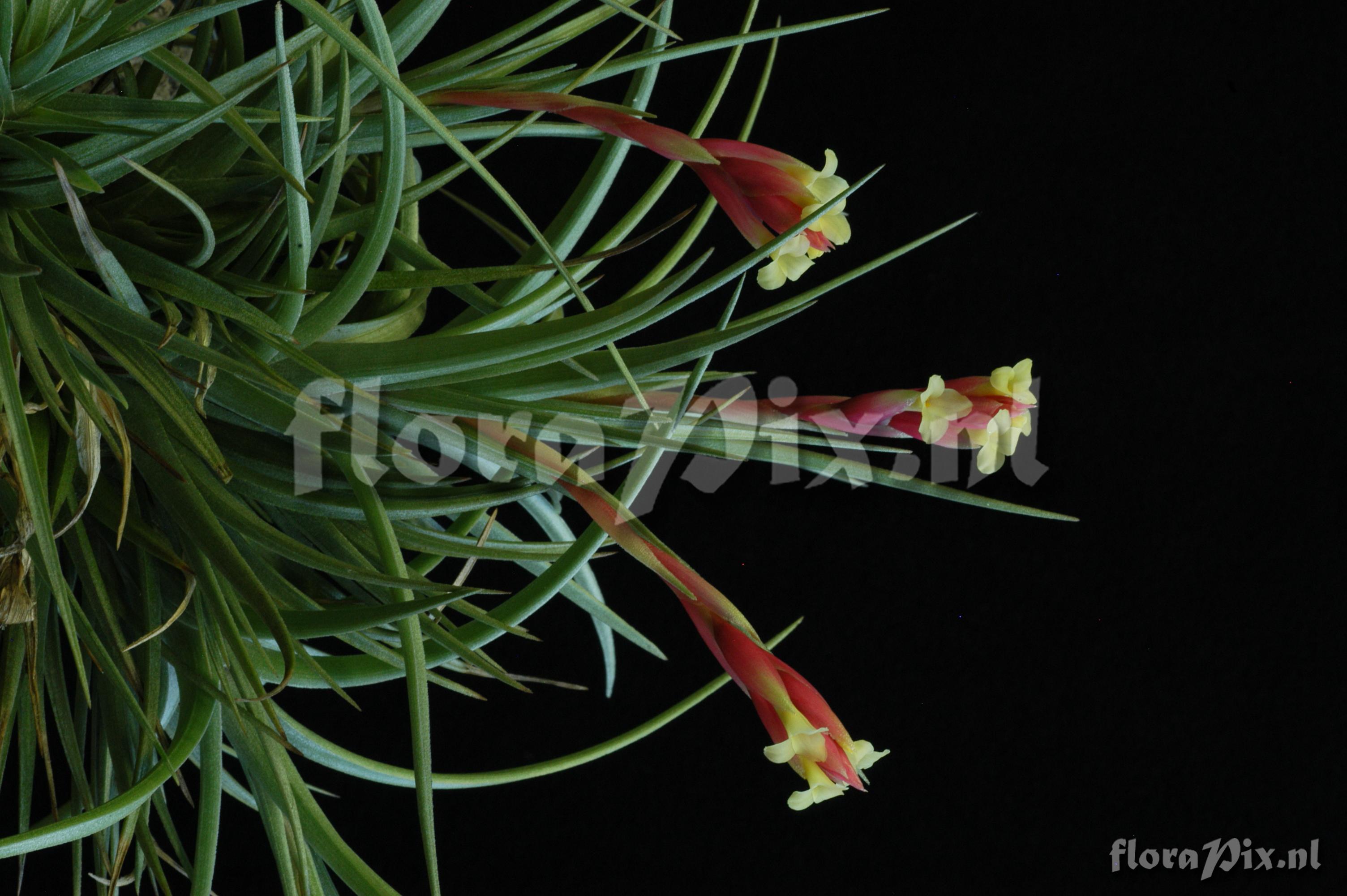 Tillandsia jucunda var. jucunda