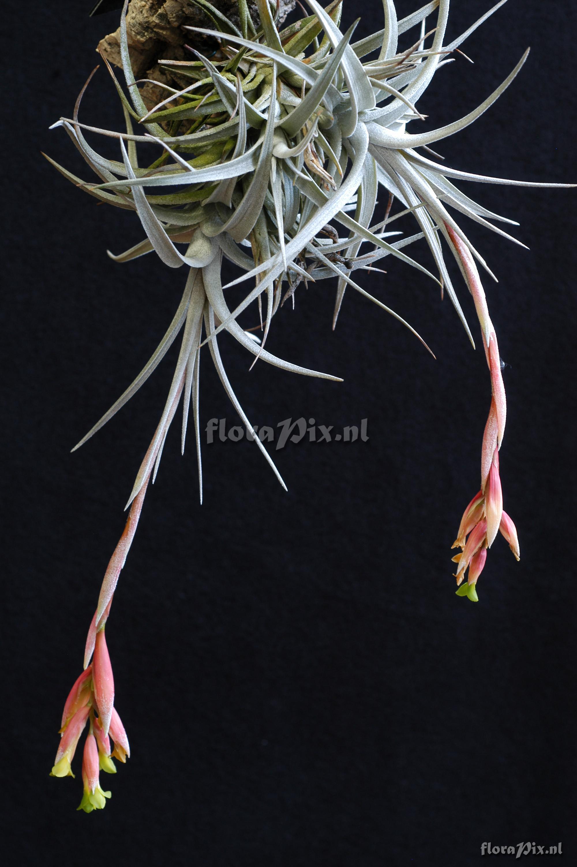 Tillandsia jucunda var. viridifora