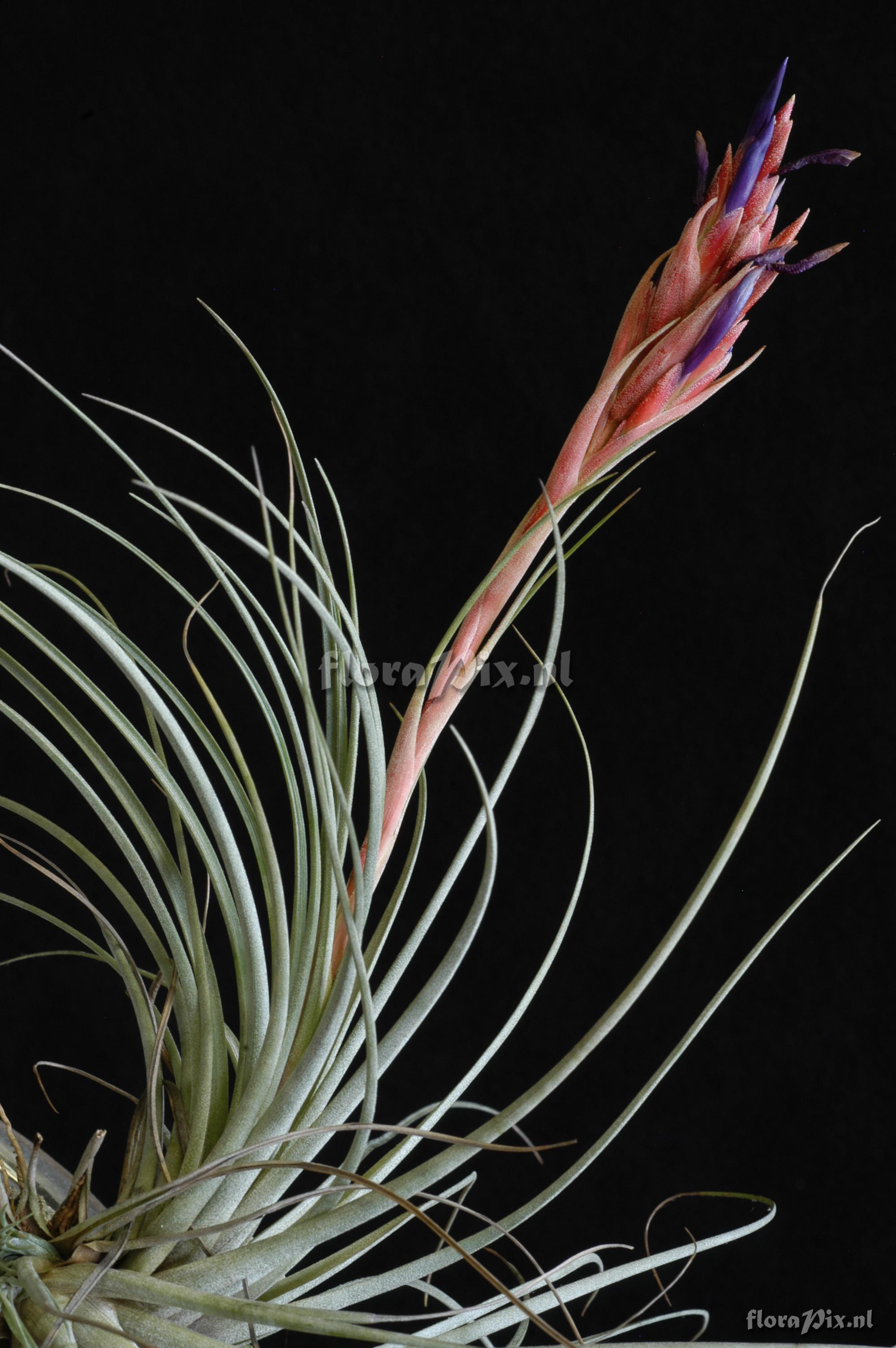 Tillandsia juncea x