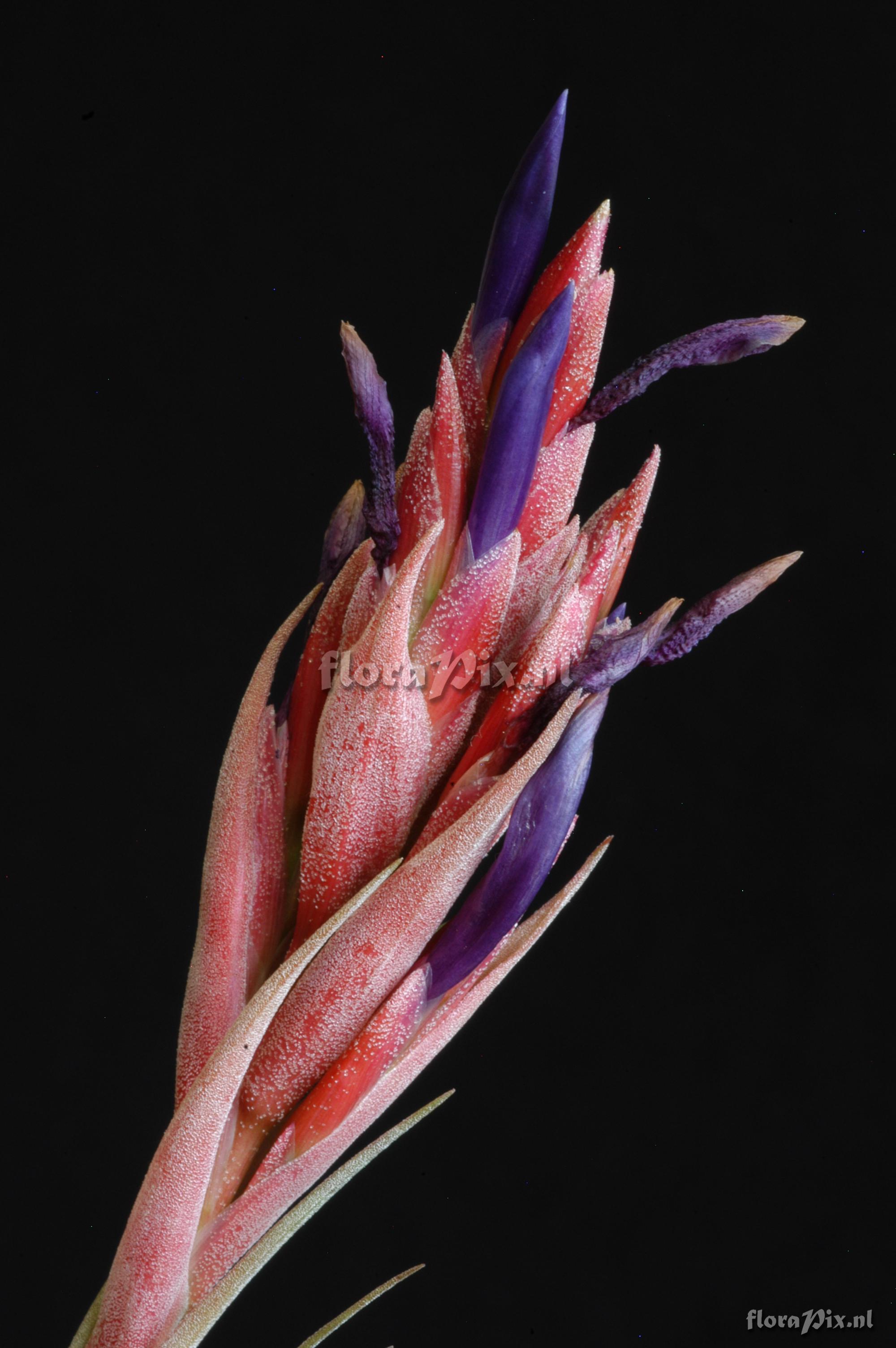 Tillandsia juncea x