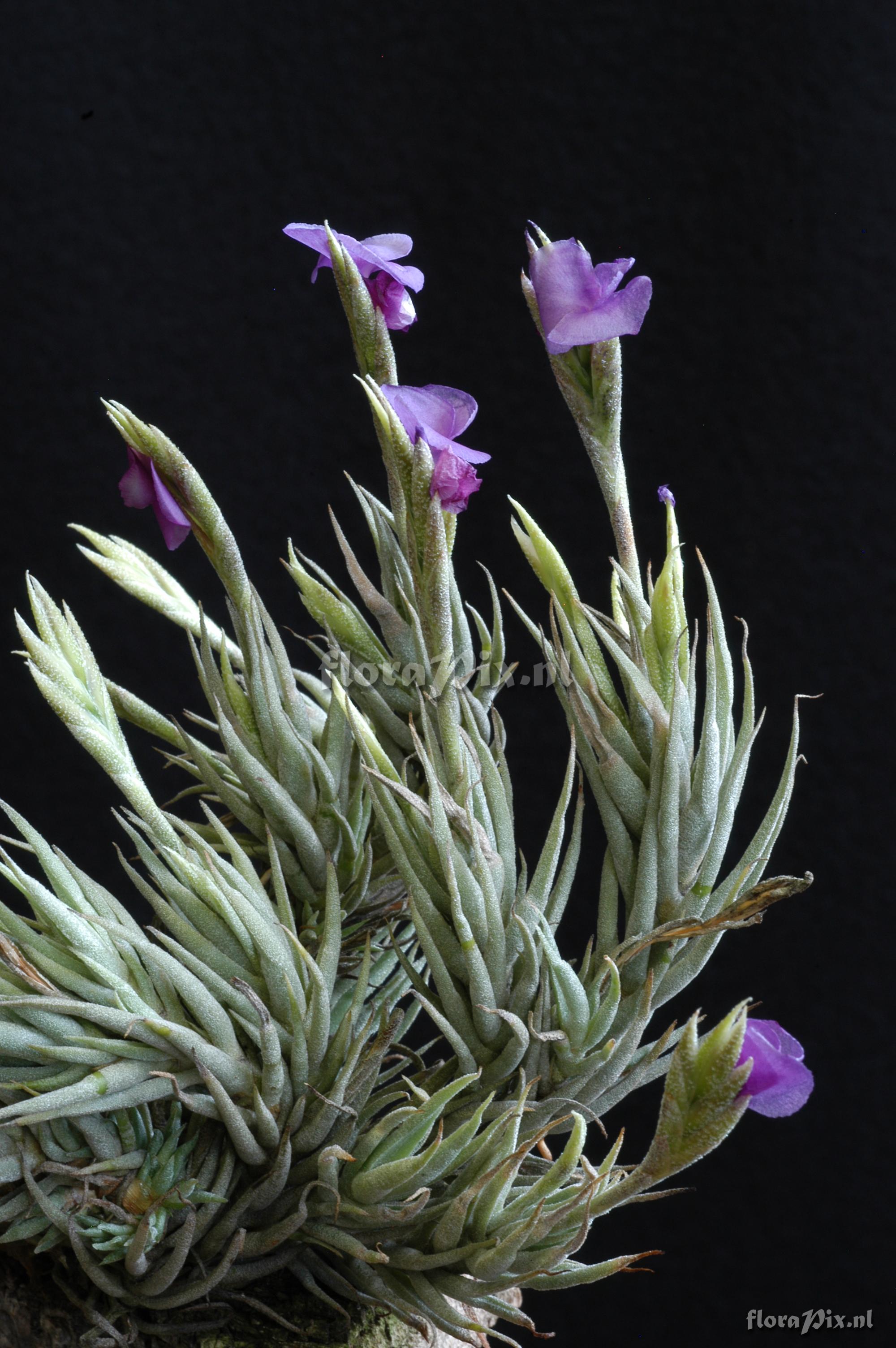 Tillandsia kirschnekii