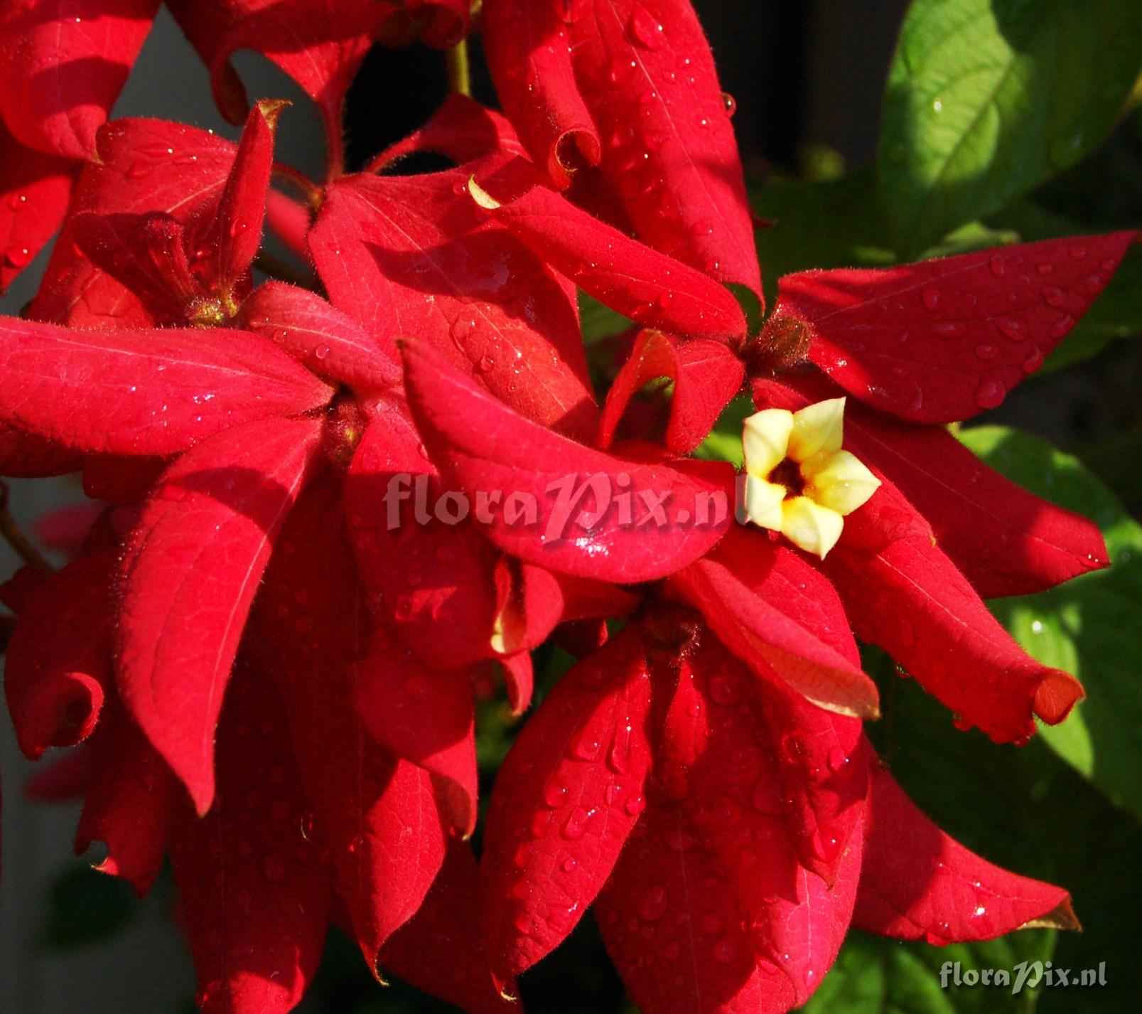 Mussaenda sp. Rubiaceae