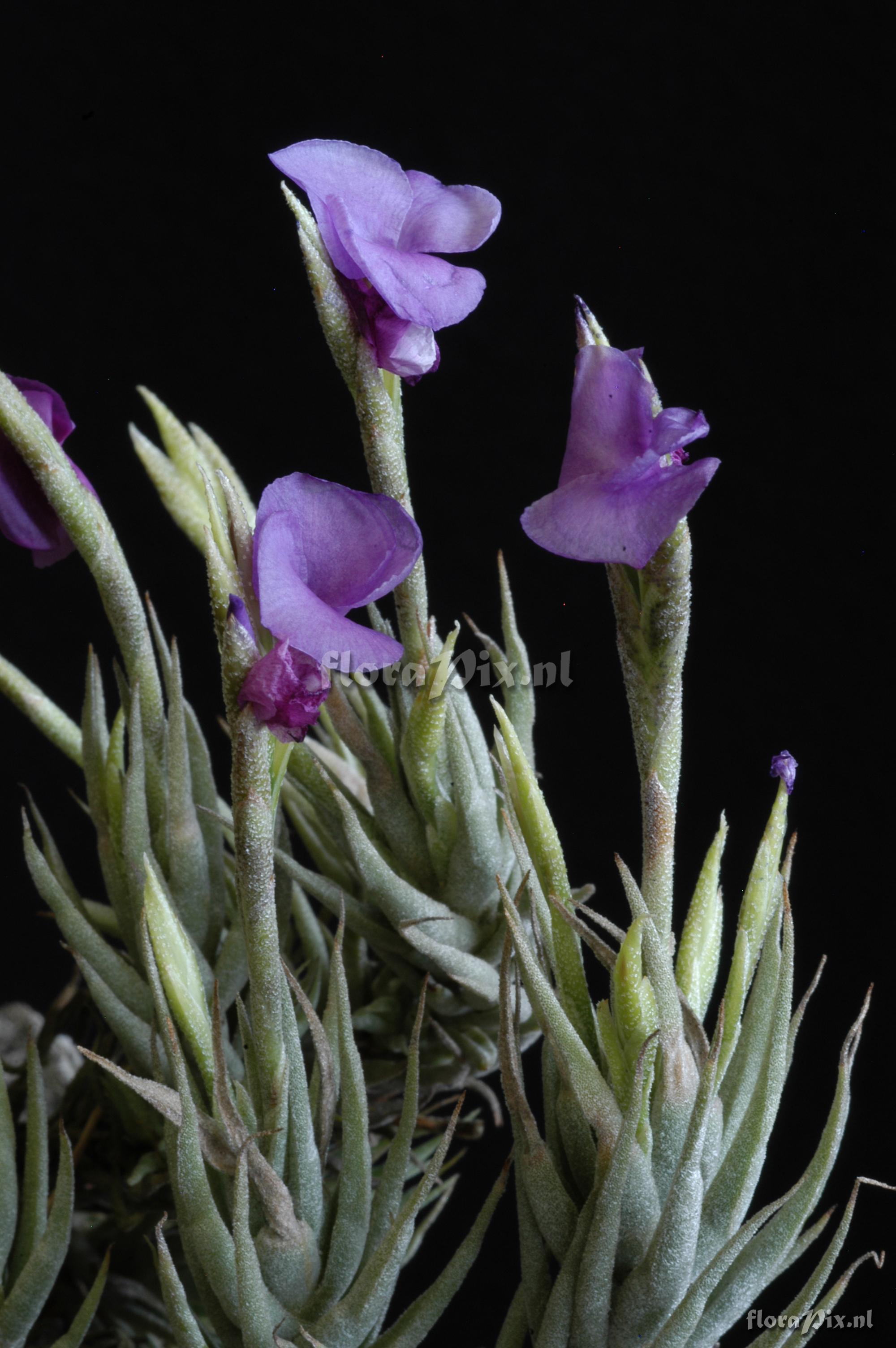 Tillandsia kirschnekii