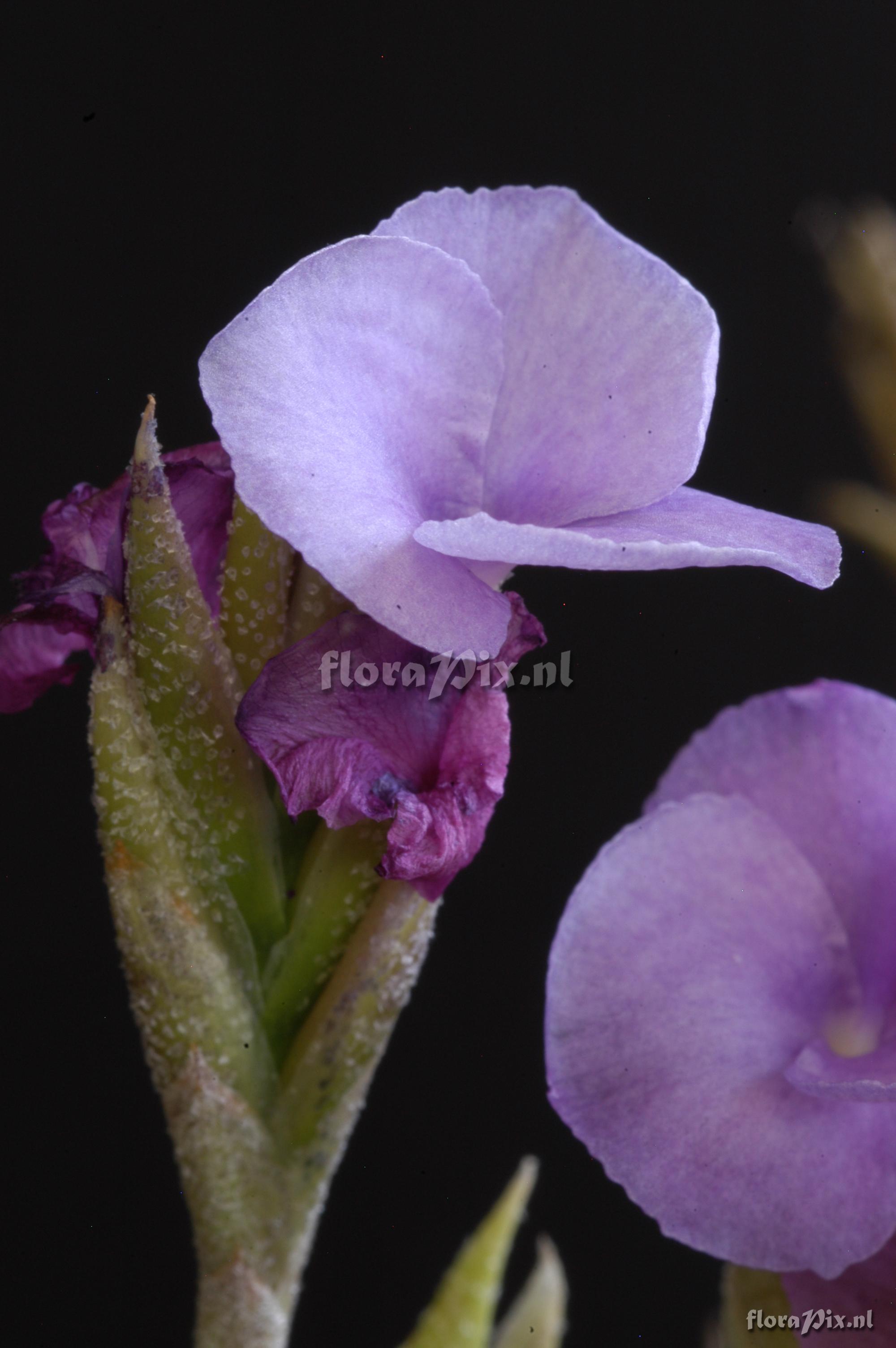 Tillandsia kirschnekii