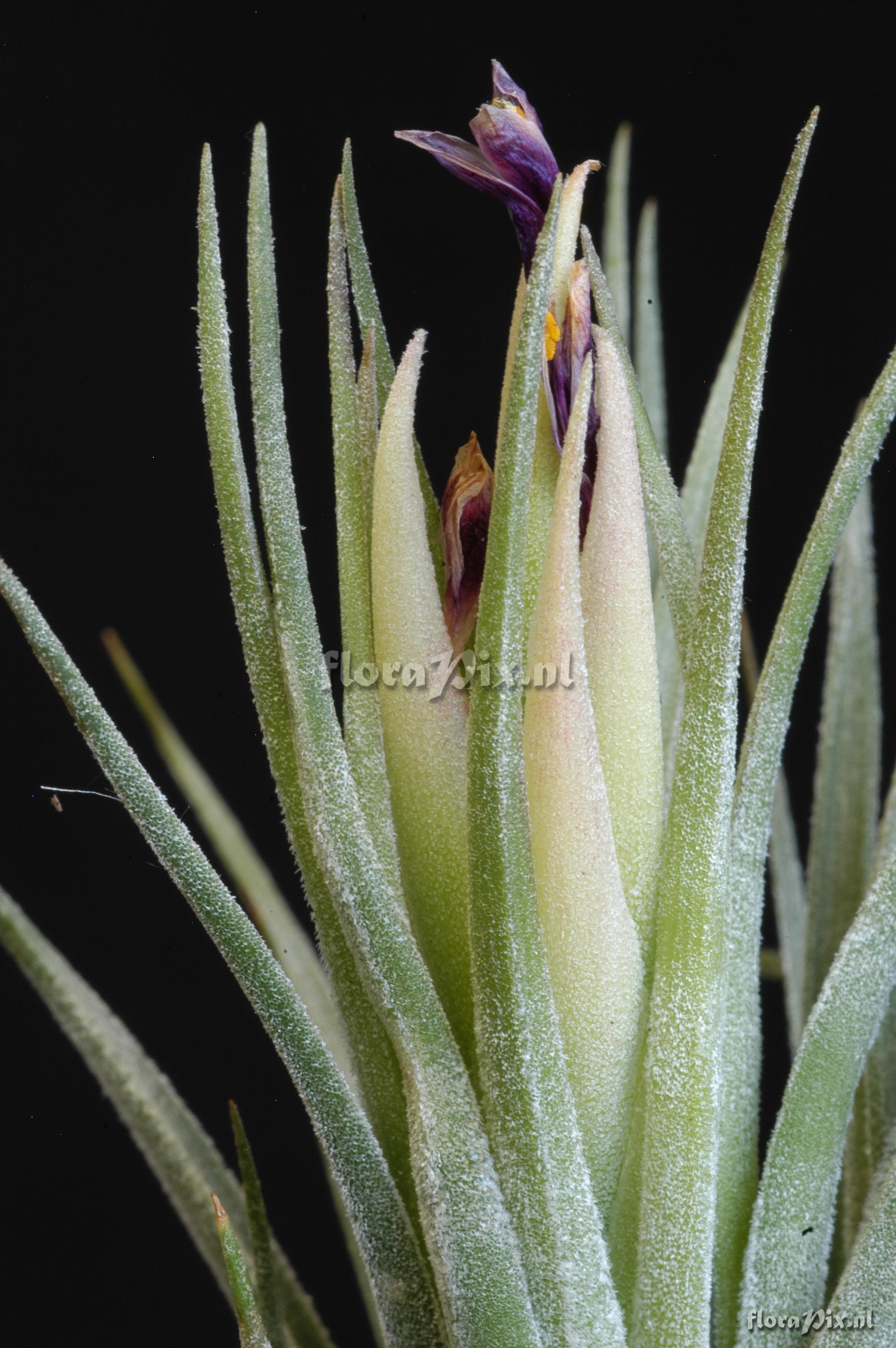 Tillandsia kolbii