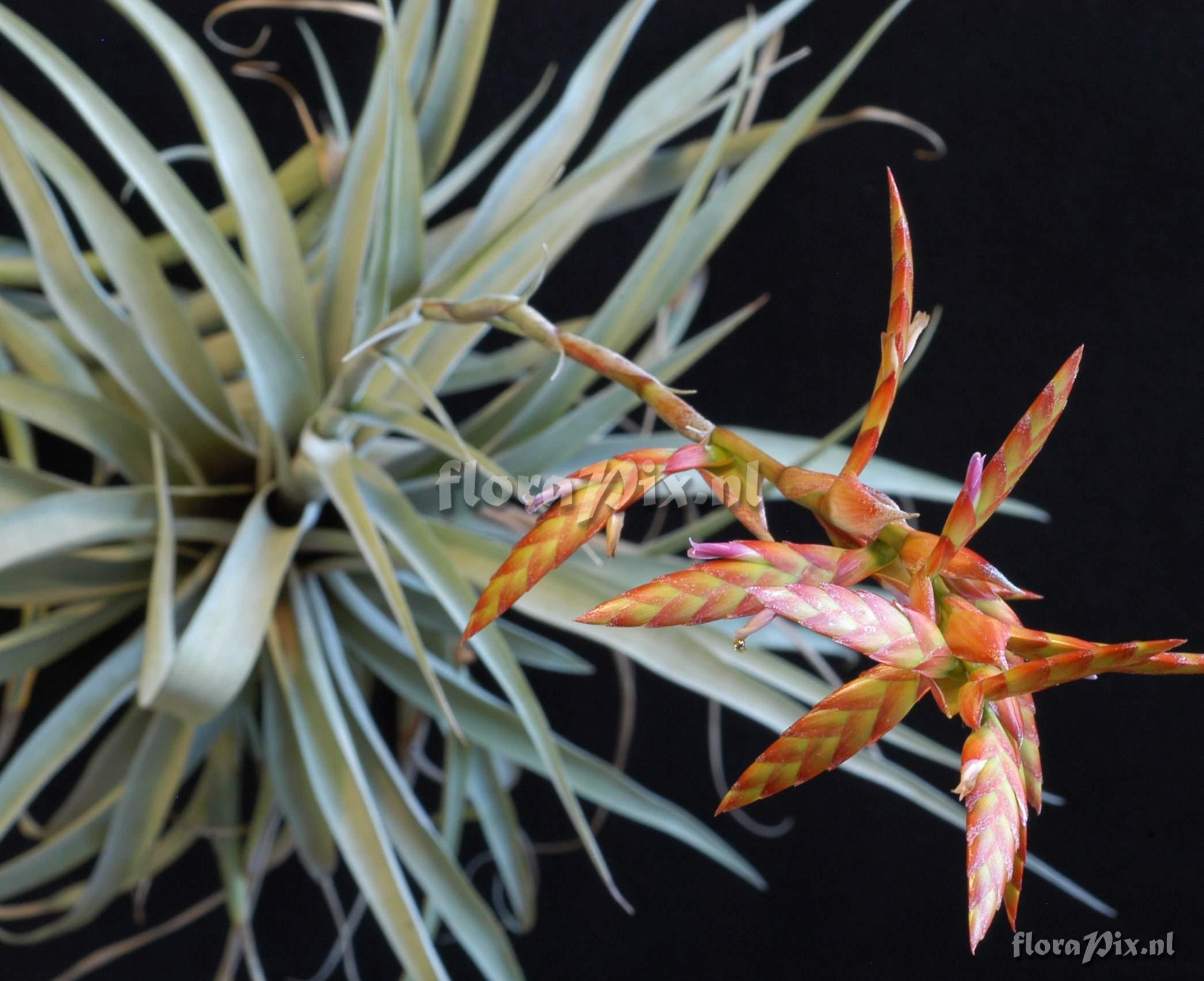 Tillandsia latifolia var. divaricata