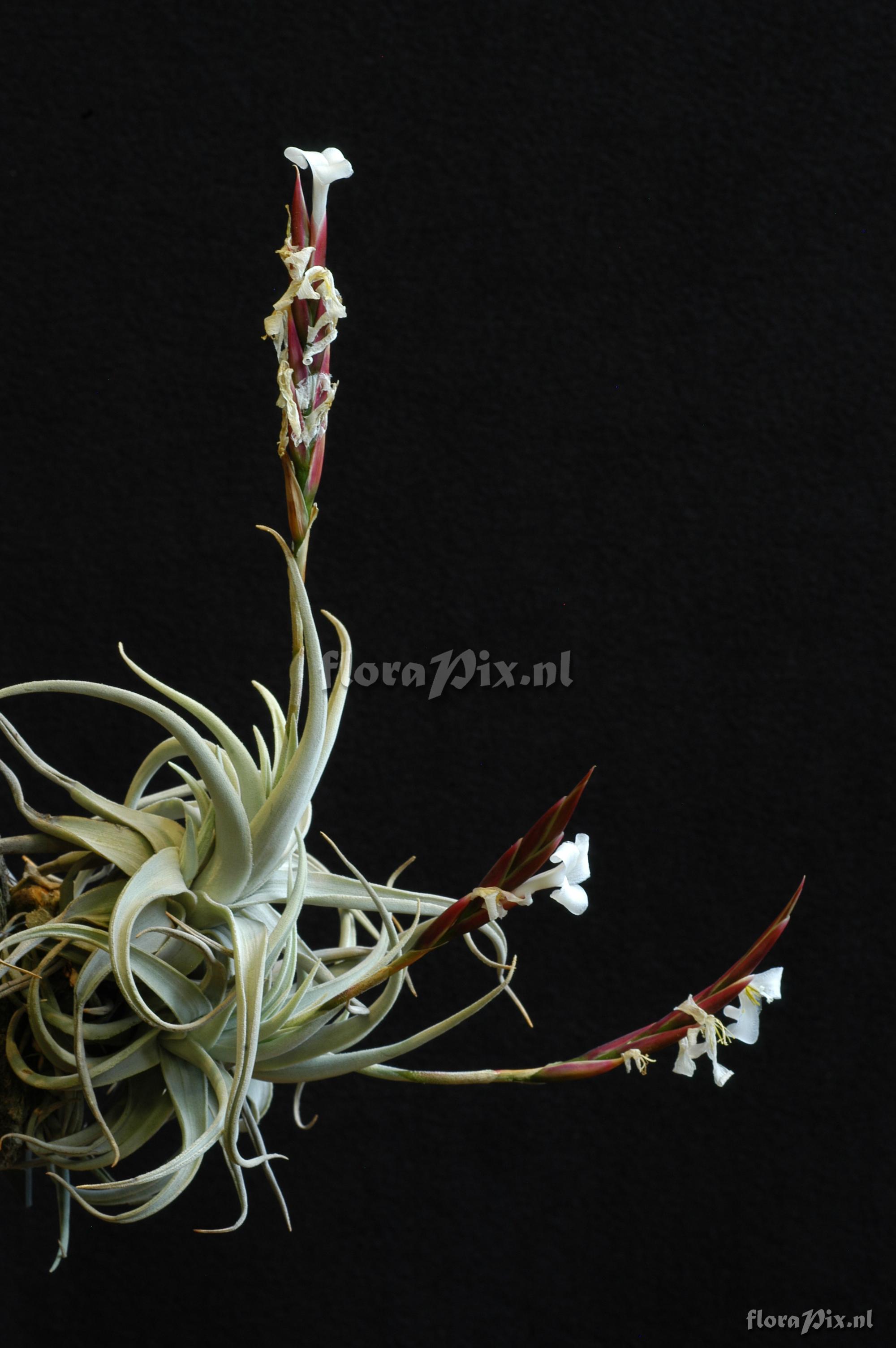 Tillandsia ionantha var. stricta  zaaddoos