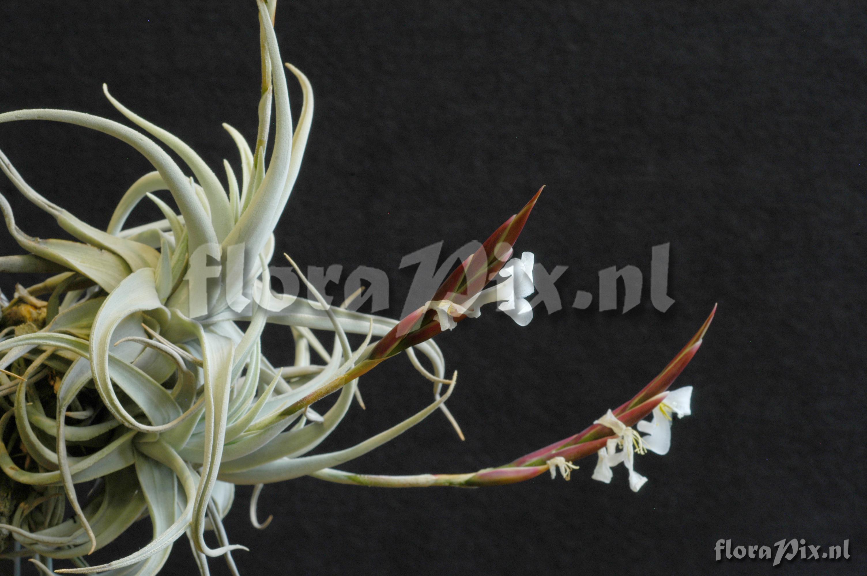 Tillandsia lorentziana