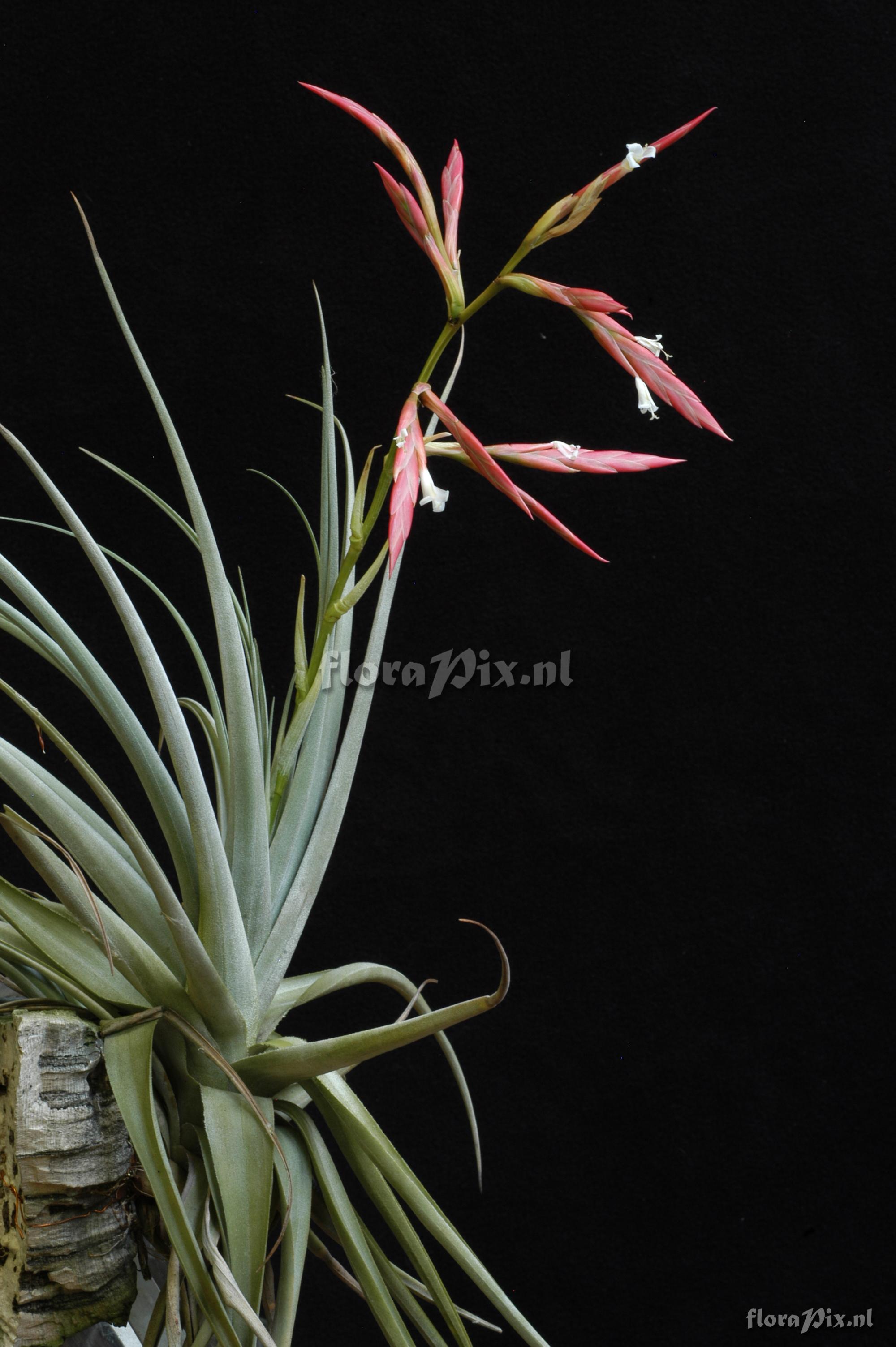 Tillandsia lorentziana