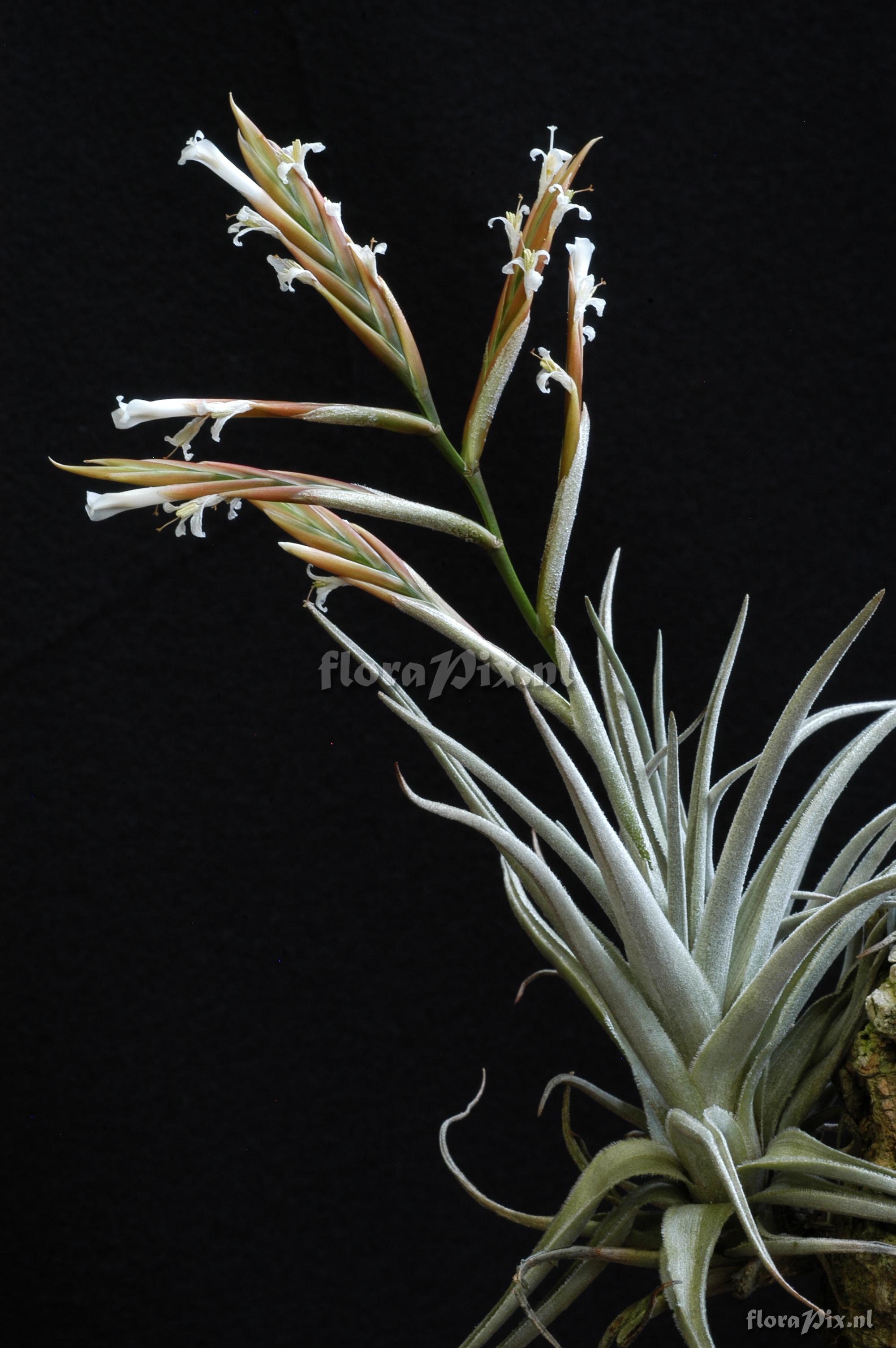 Tillandsia lorentziana