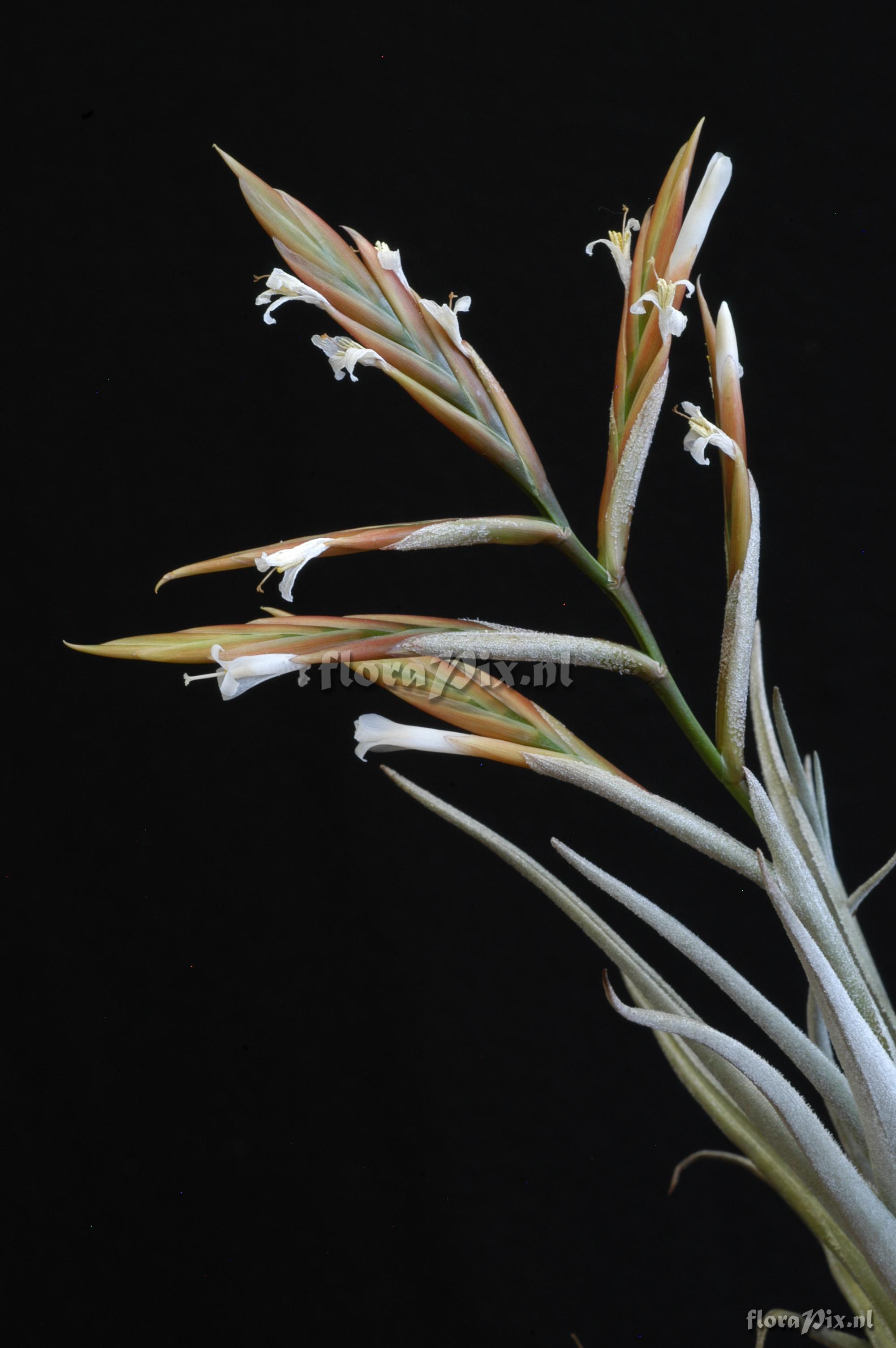 Tillandsia lorentziana