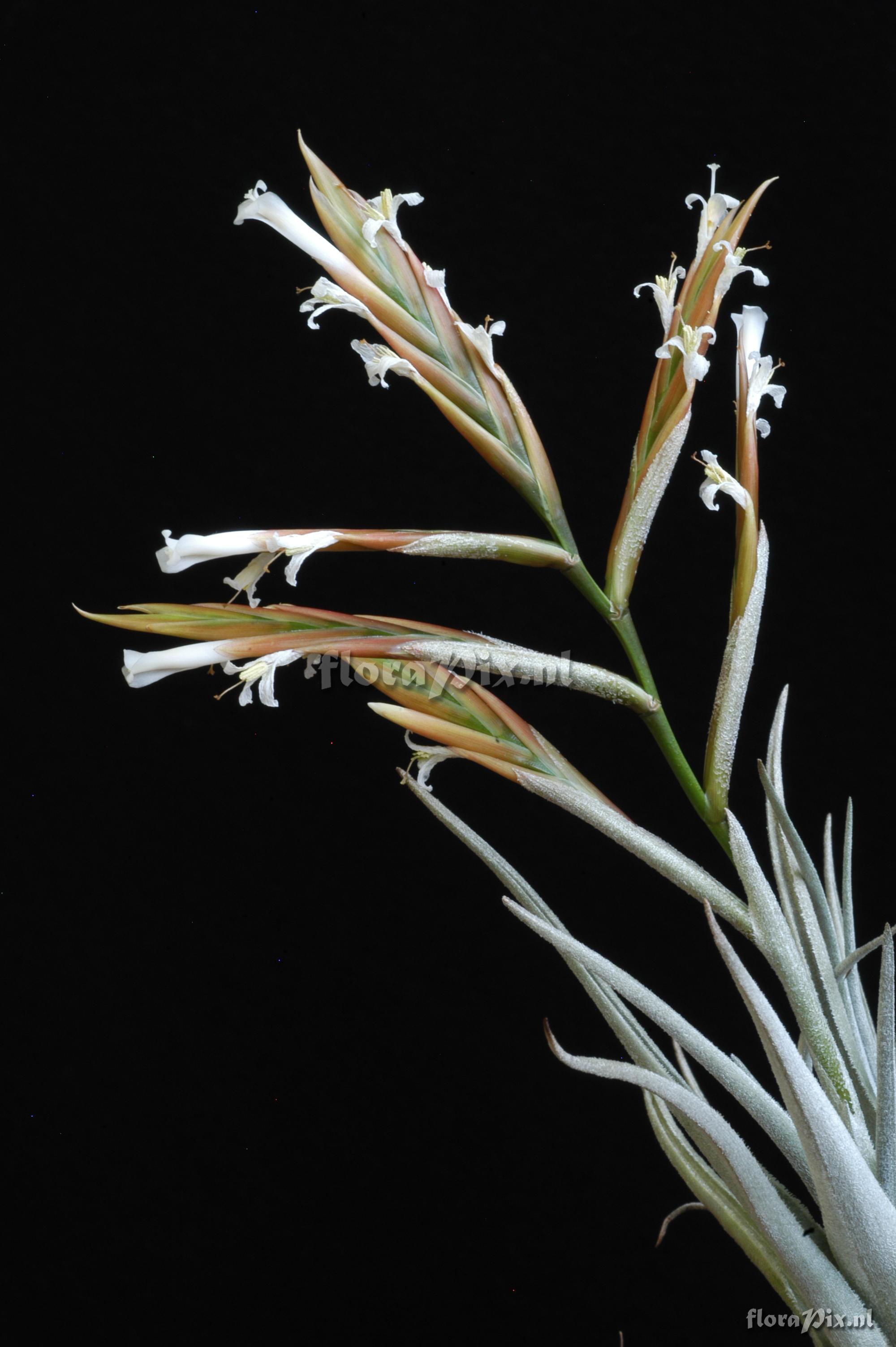 Tillandsia lorentziana