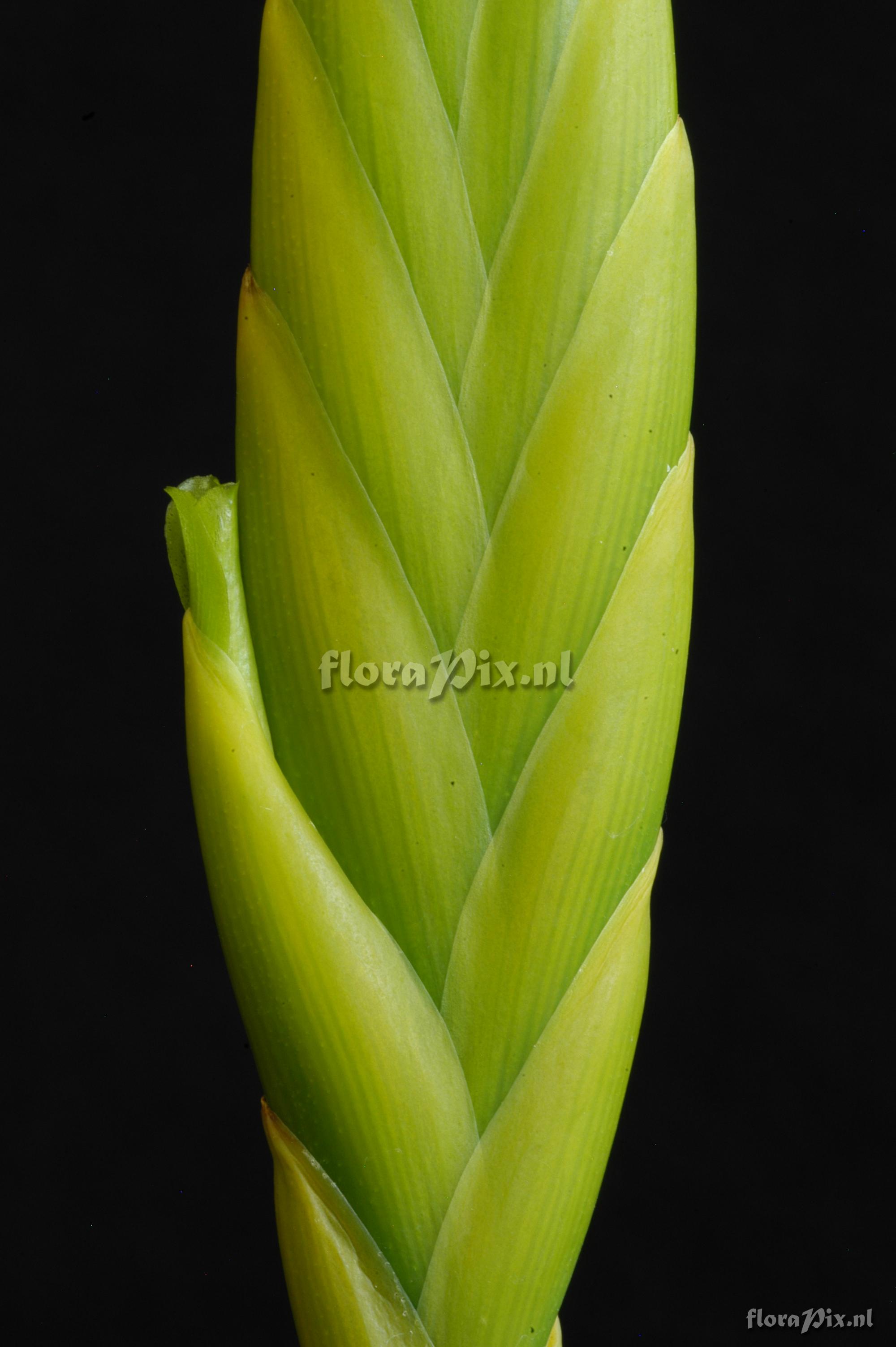 Tillandsia lotteae