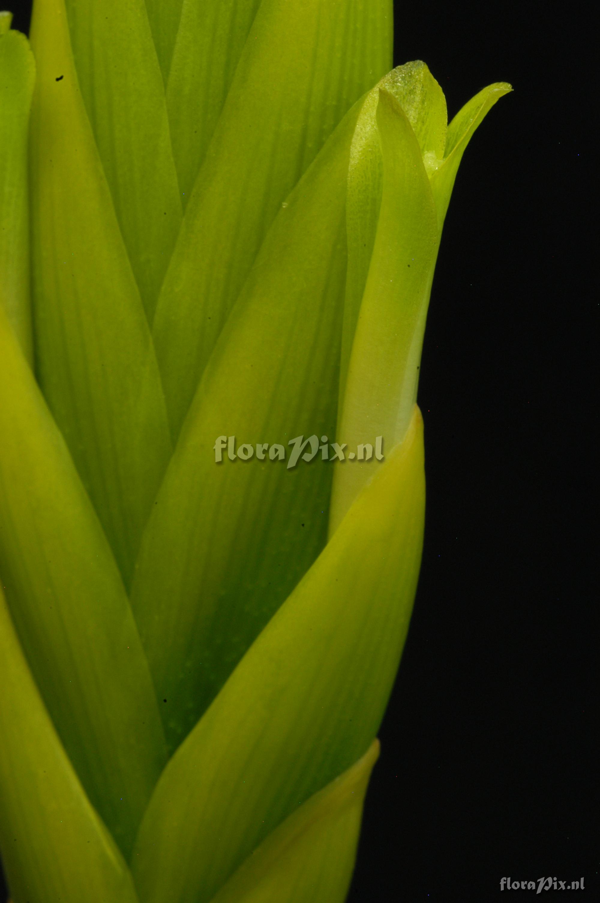 Tillandsia lotteae