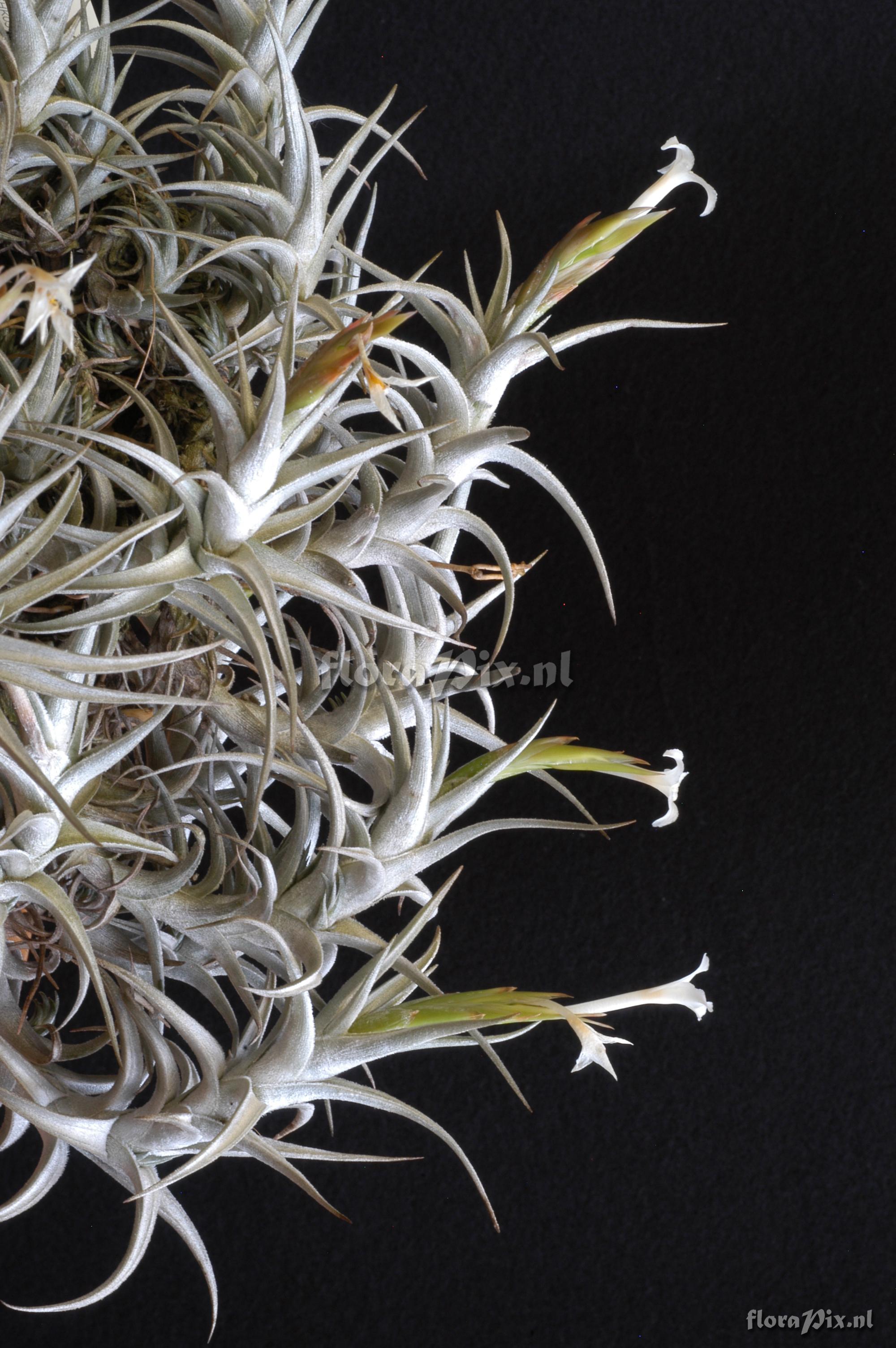 Tillandsia muhriae