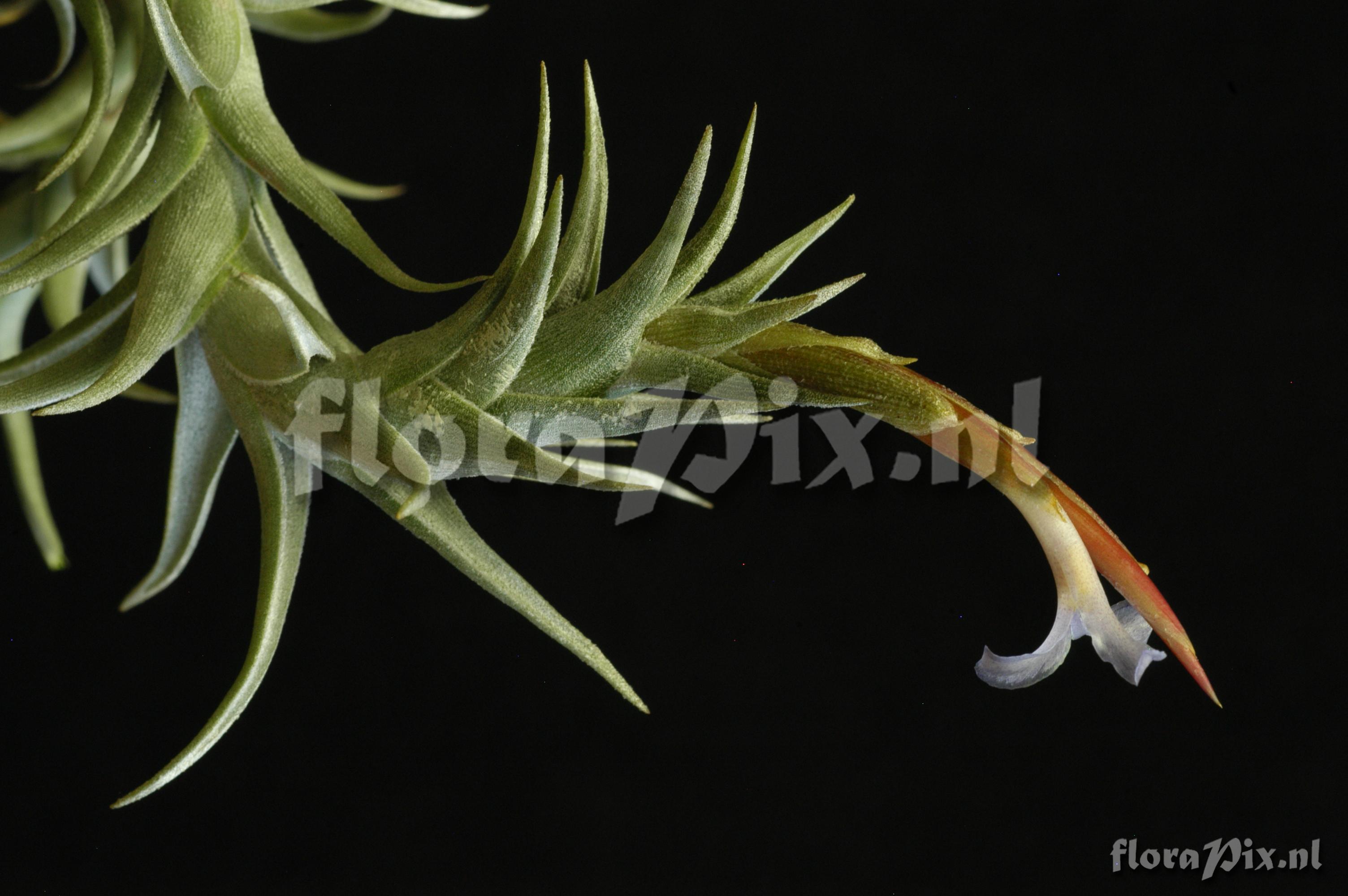 Tillandsia muhriae