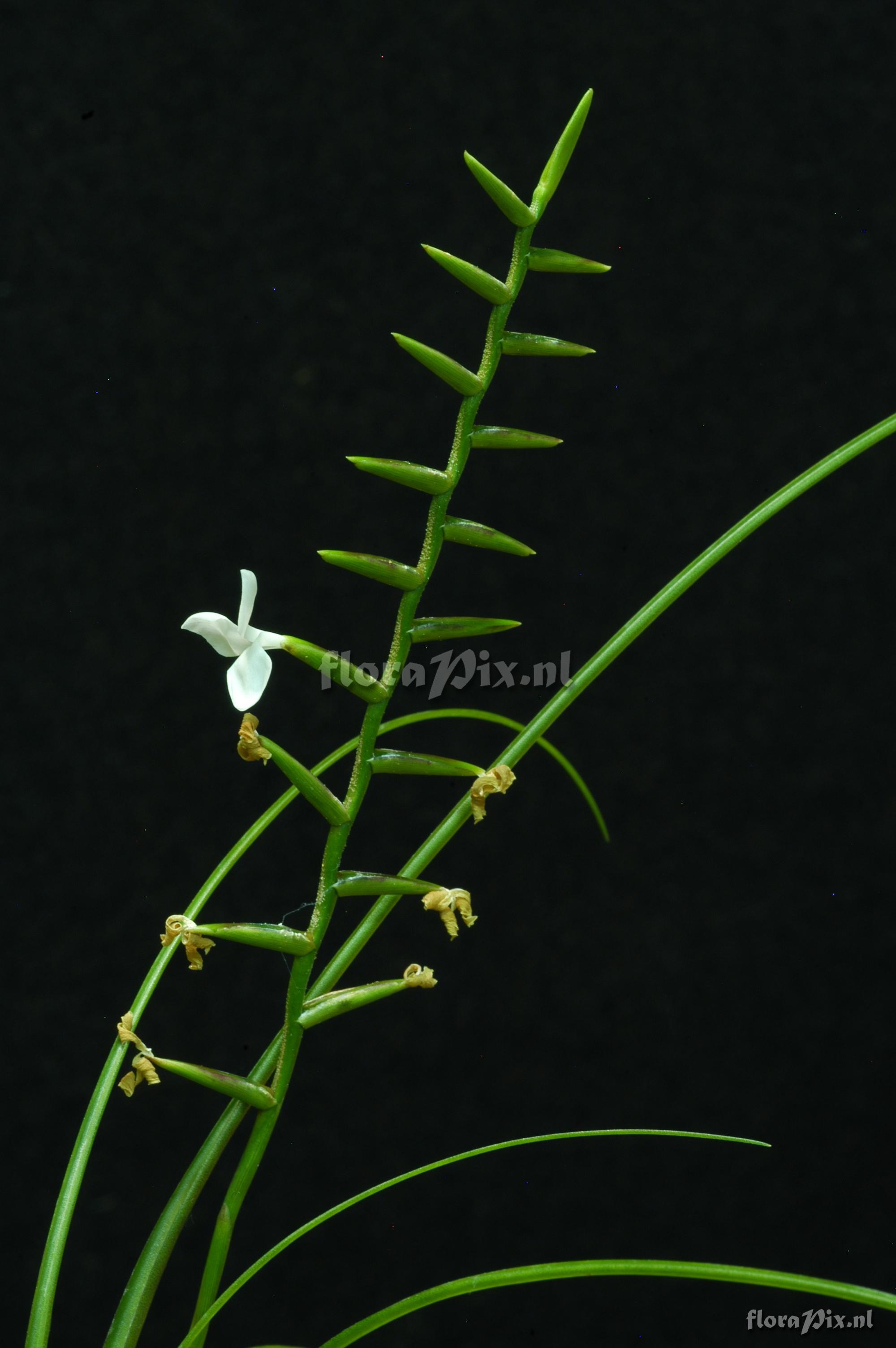 Tillandsia narthecioides