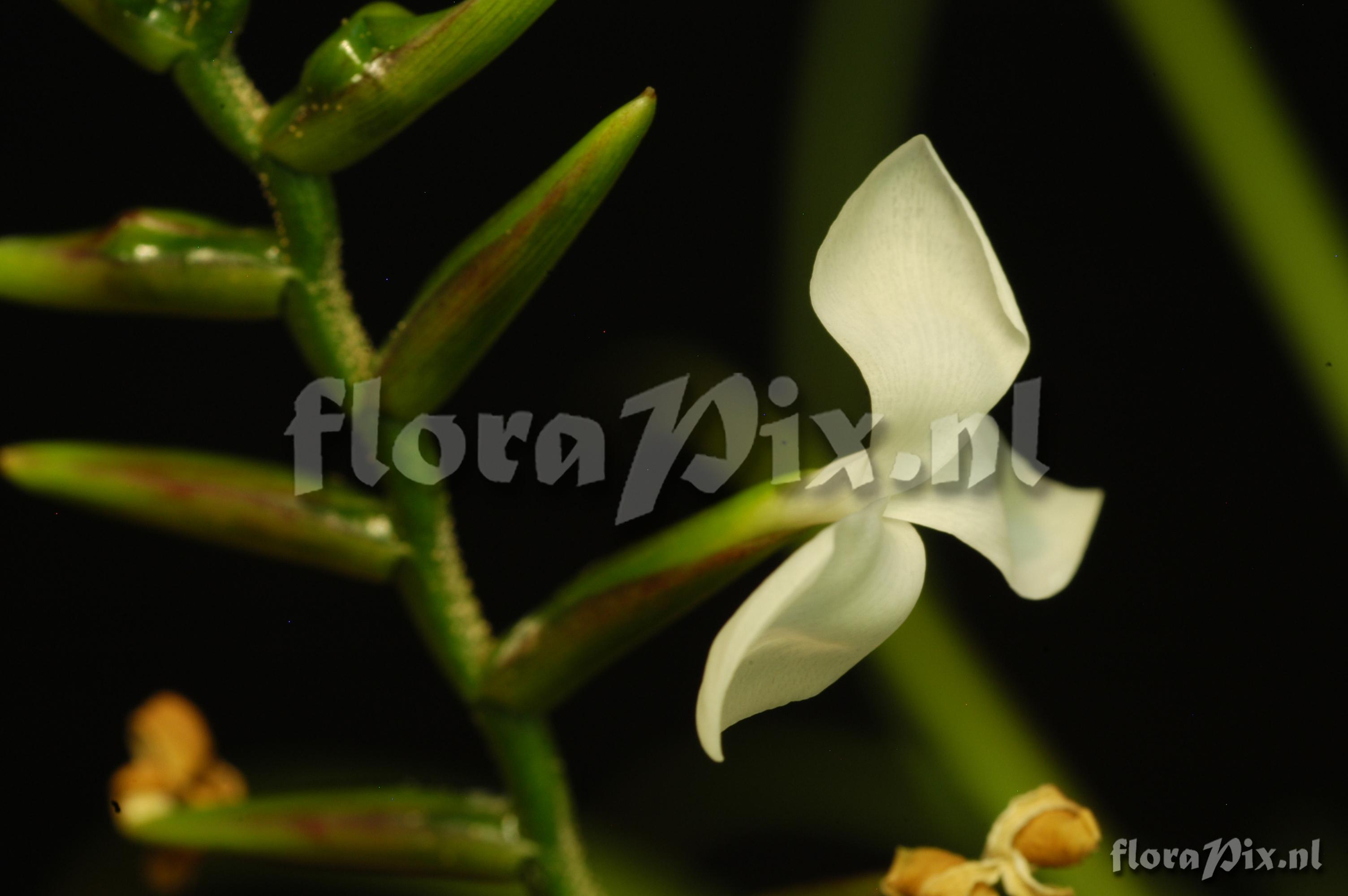 Tillandsia narthecioides