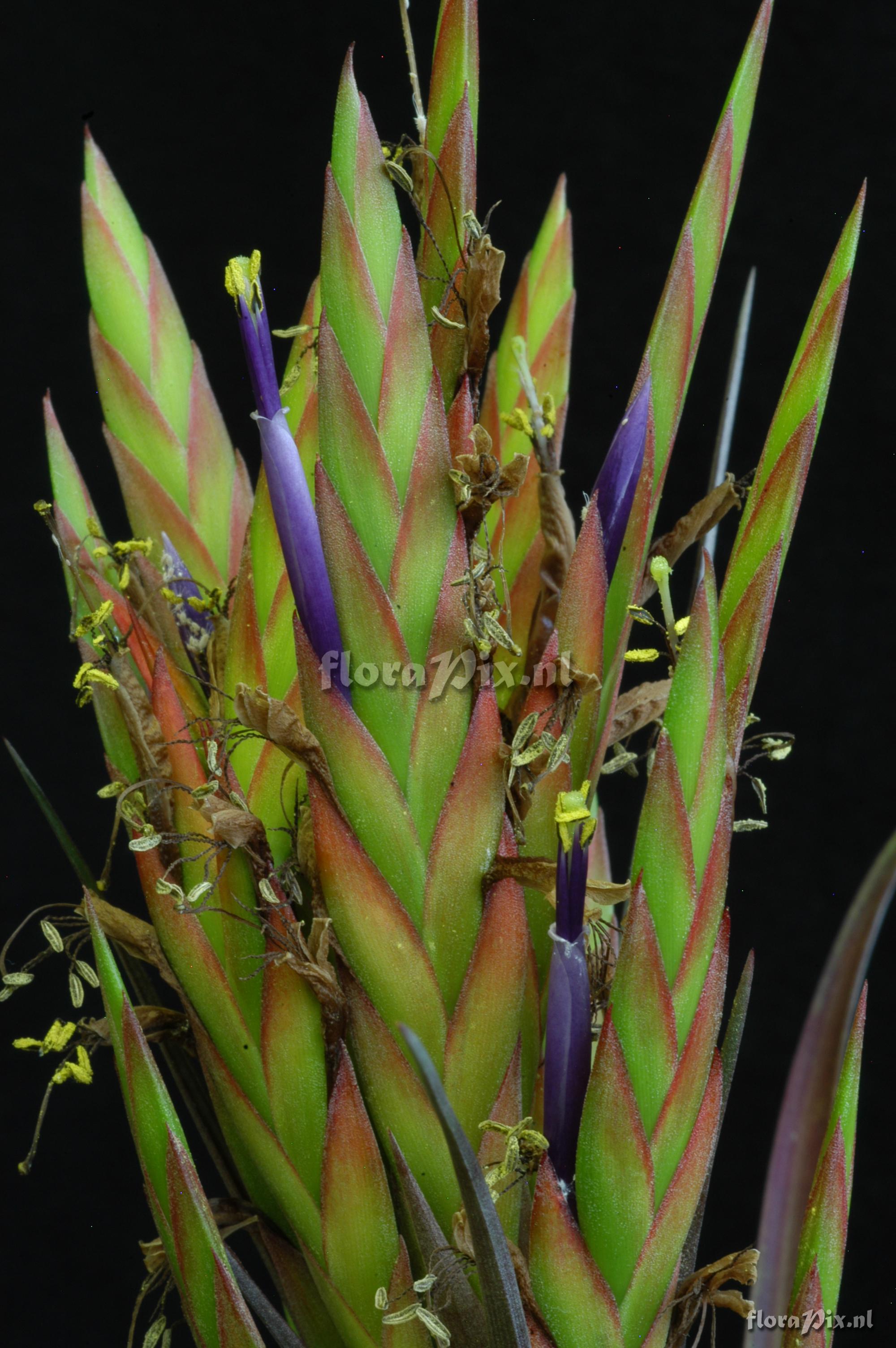 Tillandsia pacifica