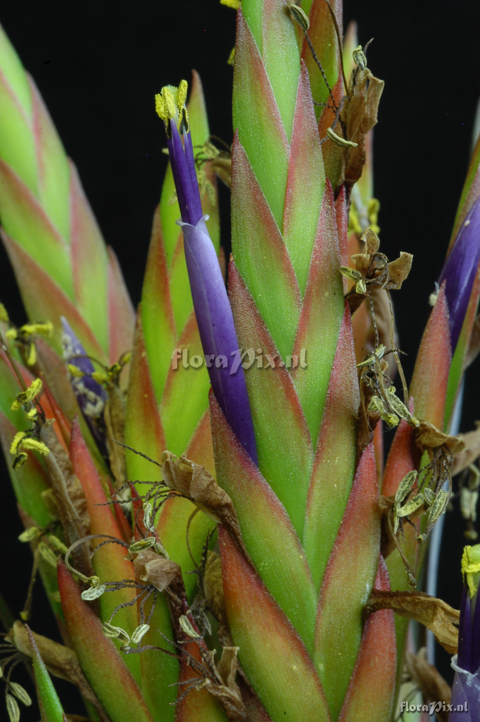 Tillandsia pacifica