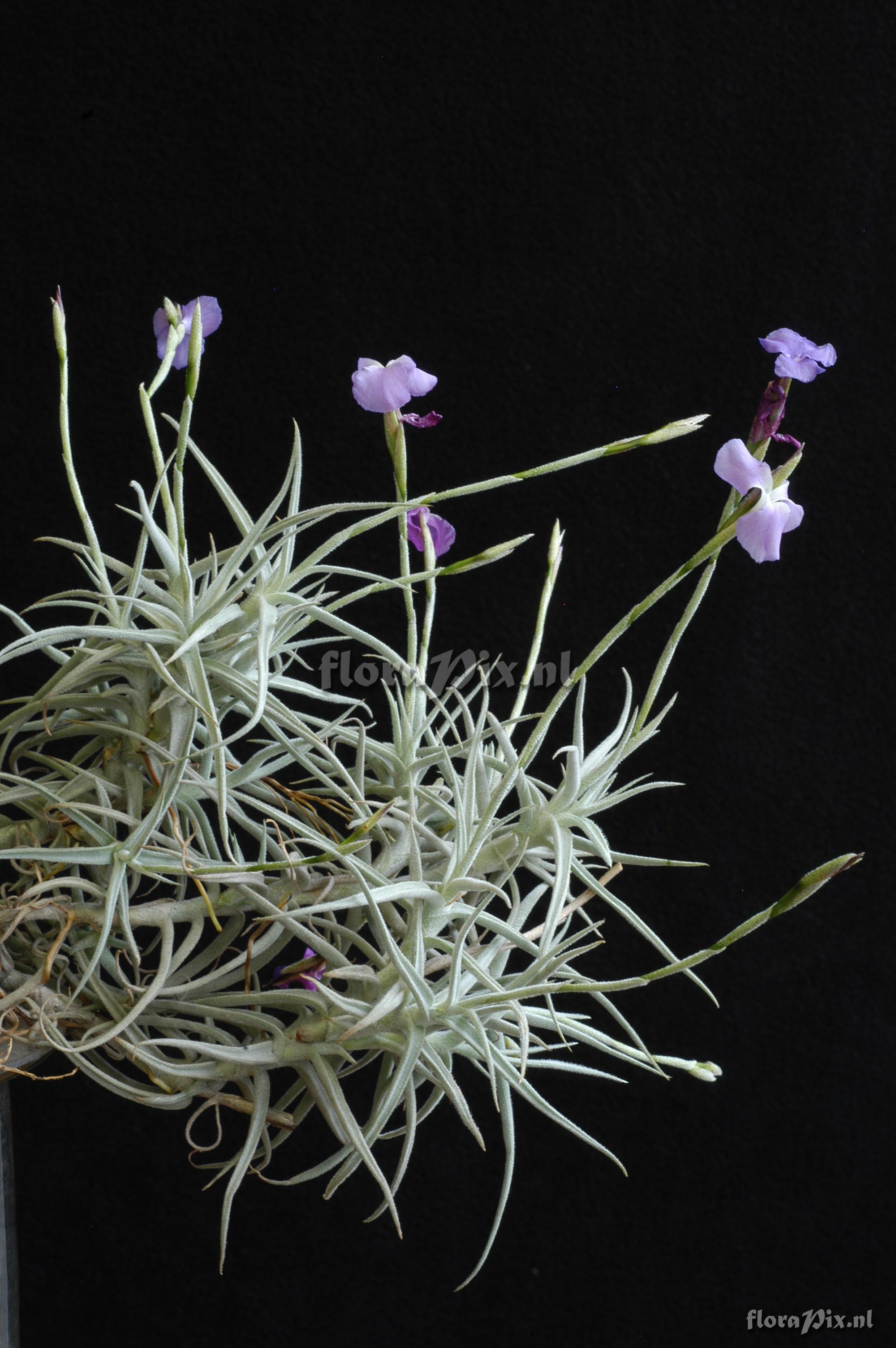 Tillandsia paleacea