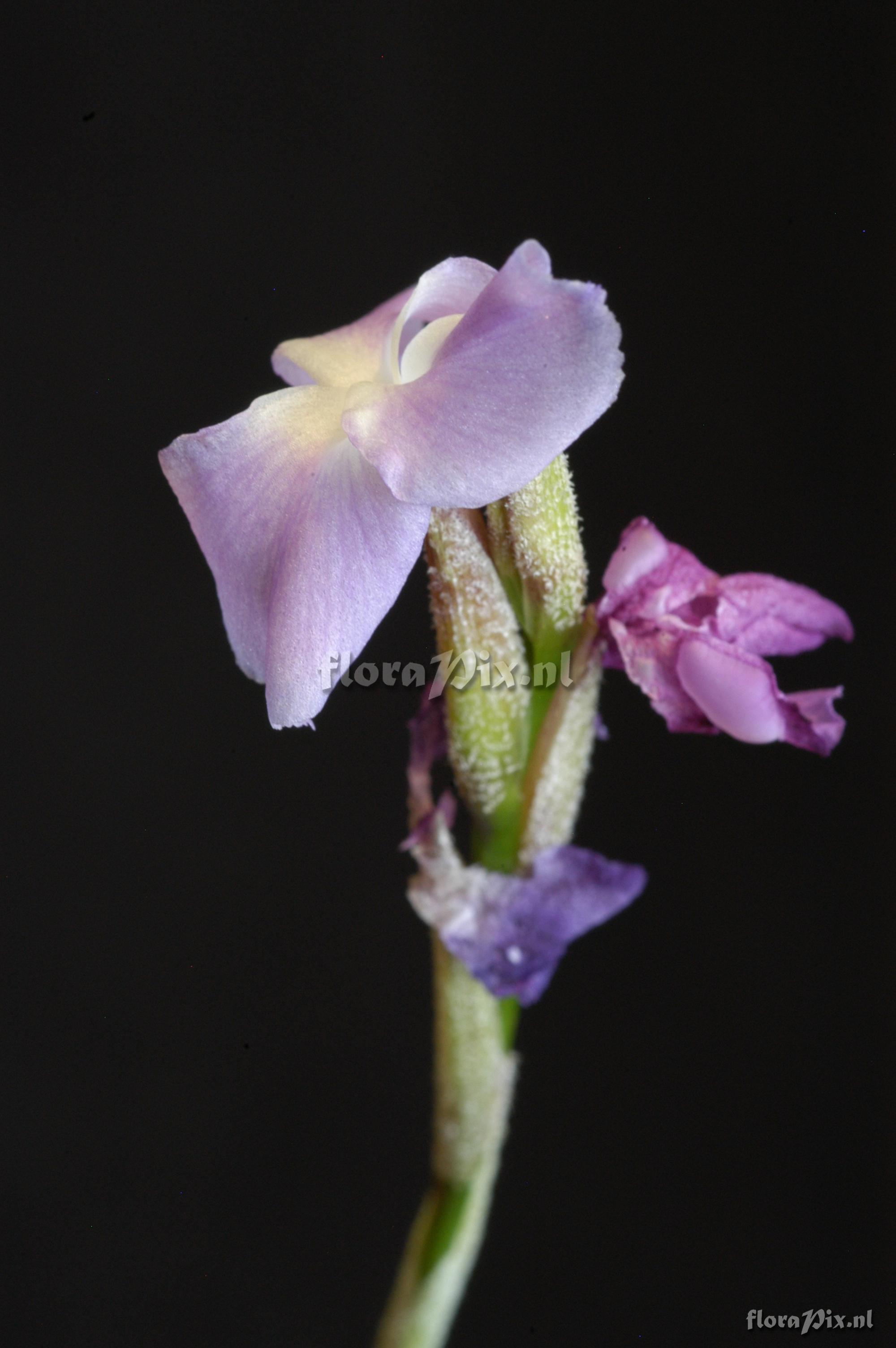 Tillandsia paleacea