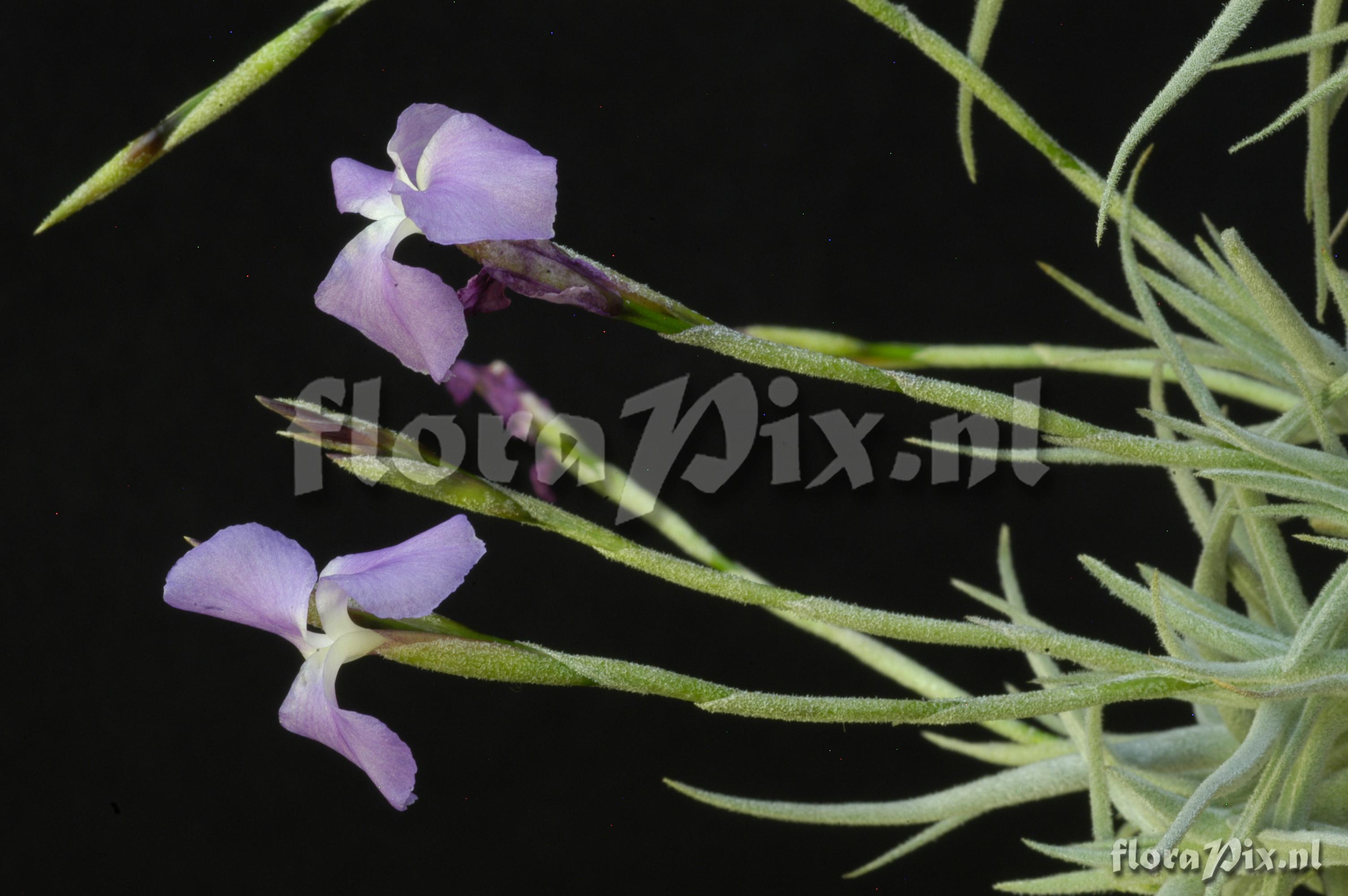 Tillandsia paleacea