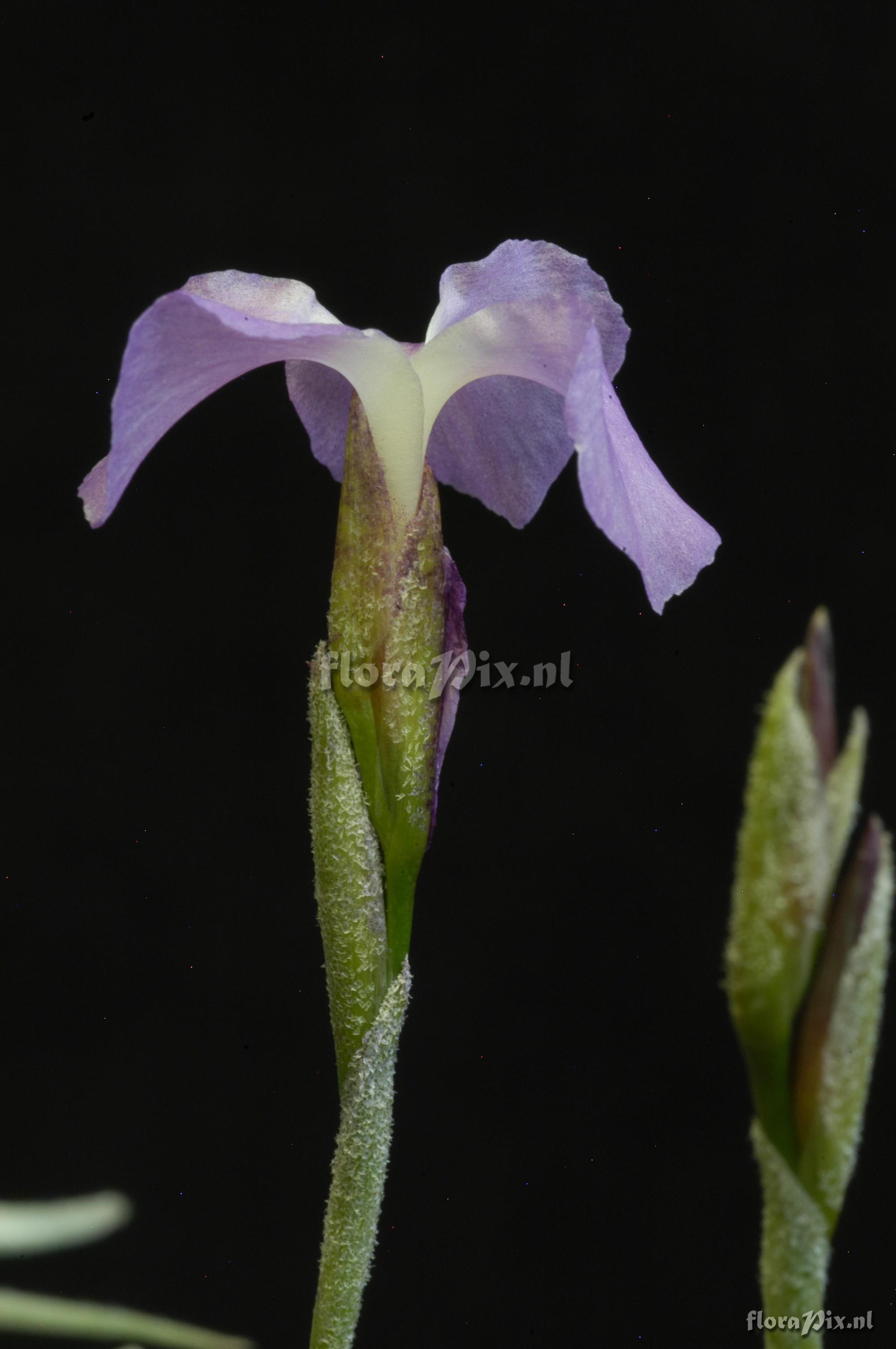 Tillandsia paleacea