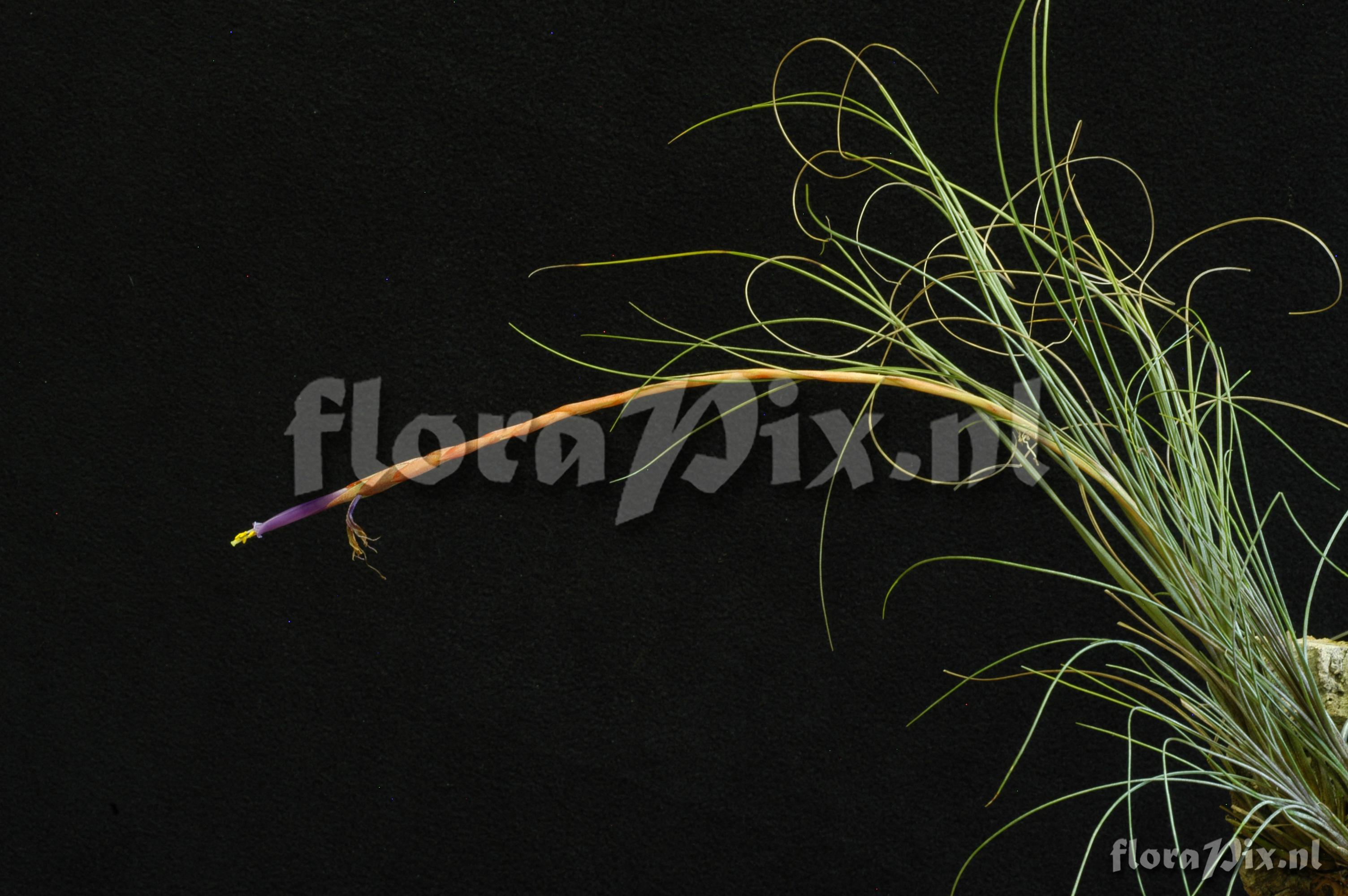 Tillandsia pentasticha