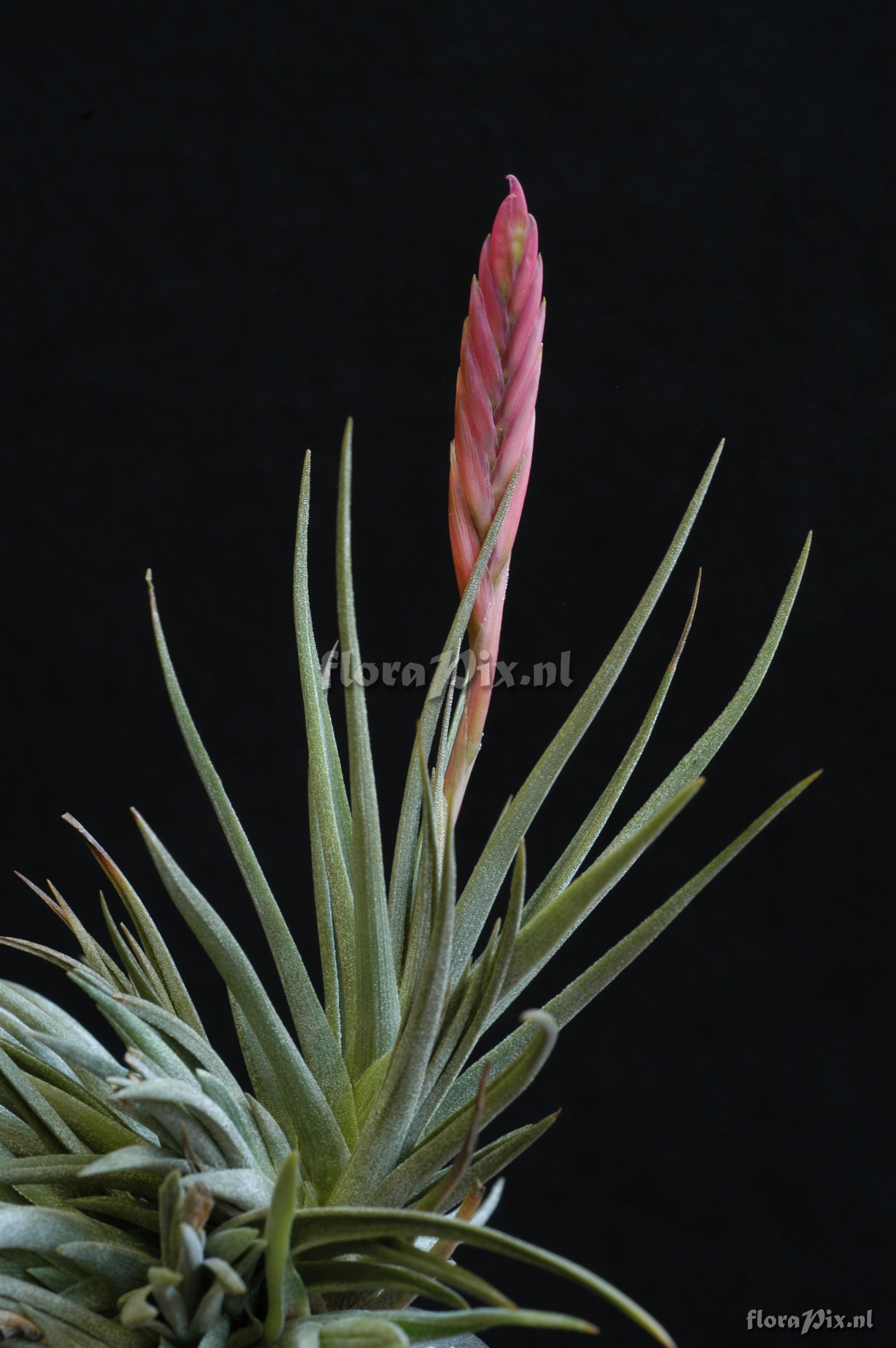 Tillandsia pfeufferi