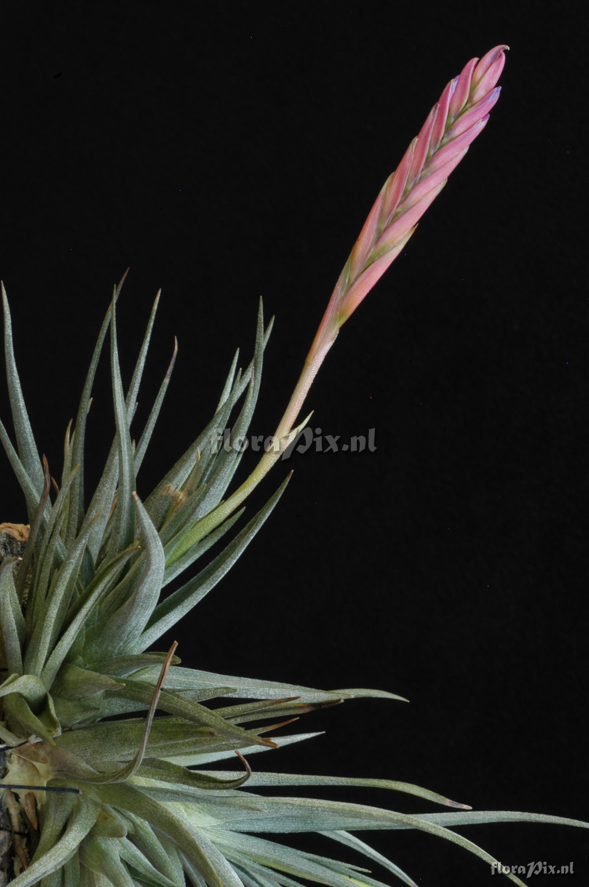 Tillandsia pfeufferi