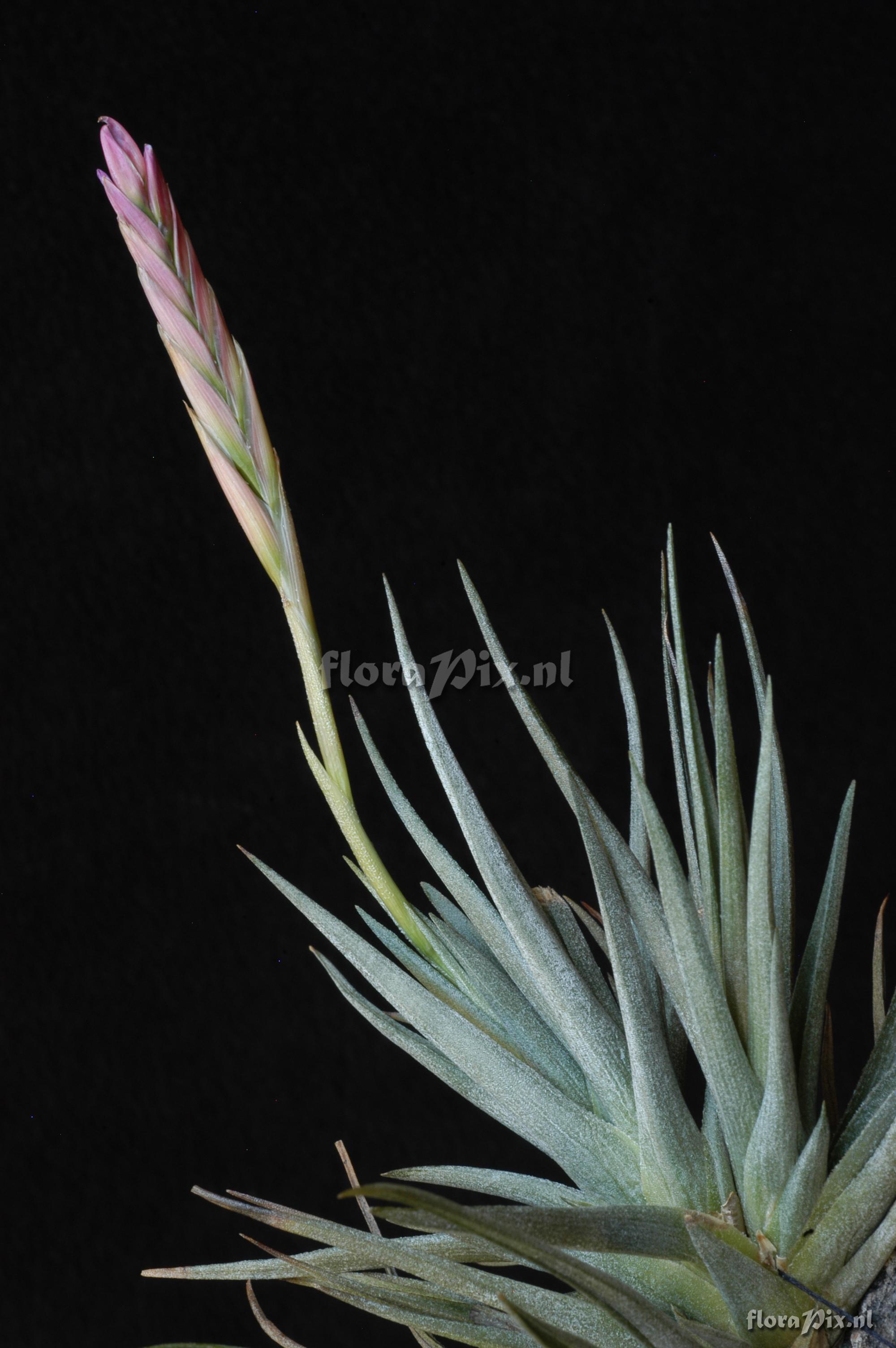 Tillandsia pfeufferi