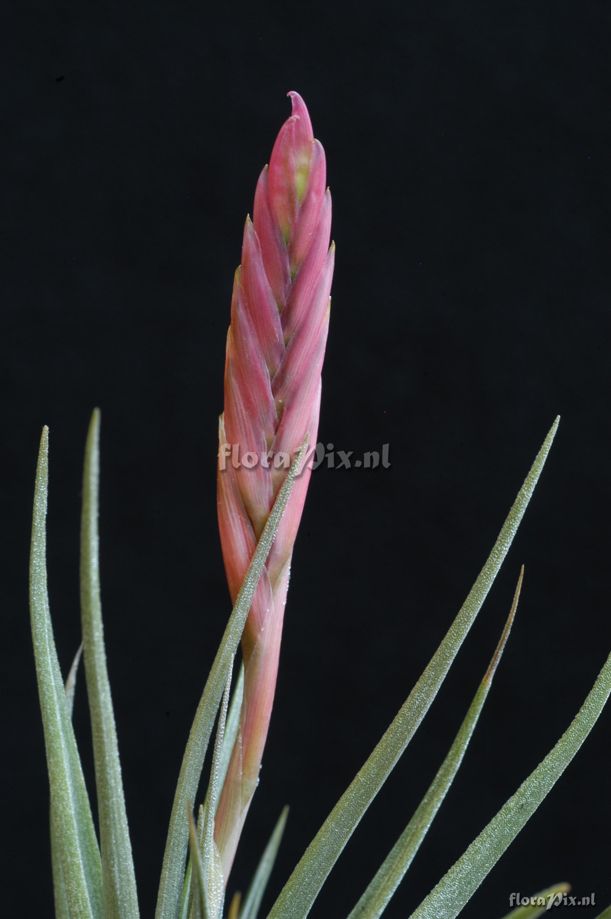 Tillandsia pfeufferi