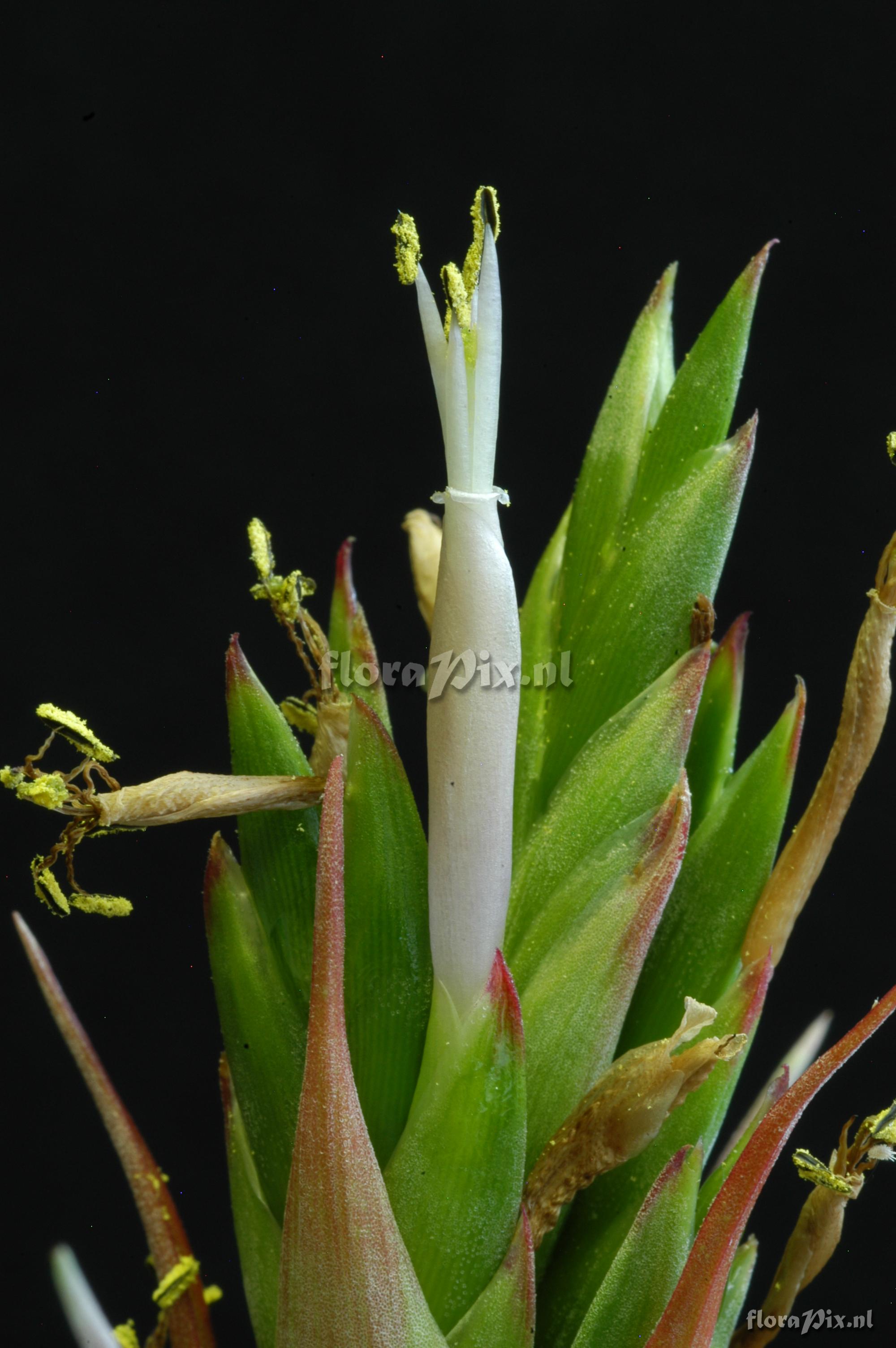 Tillandsia polystachia