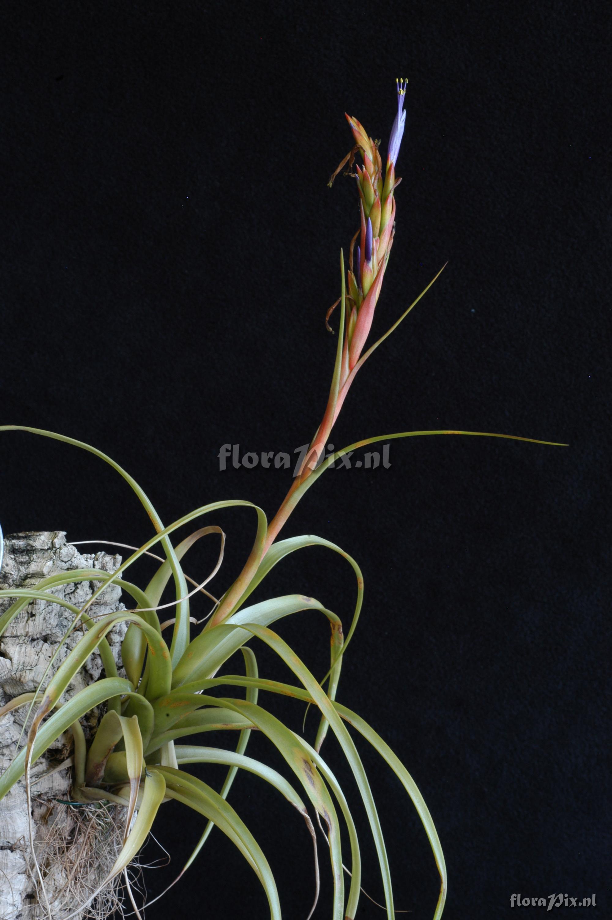 Tillandsia polystachia