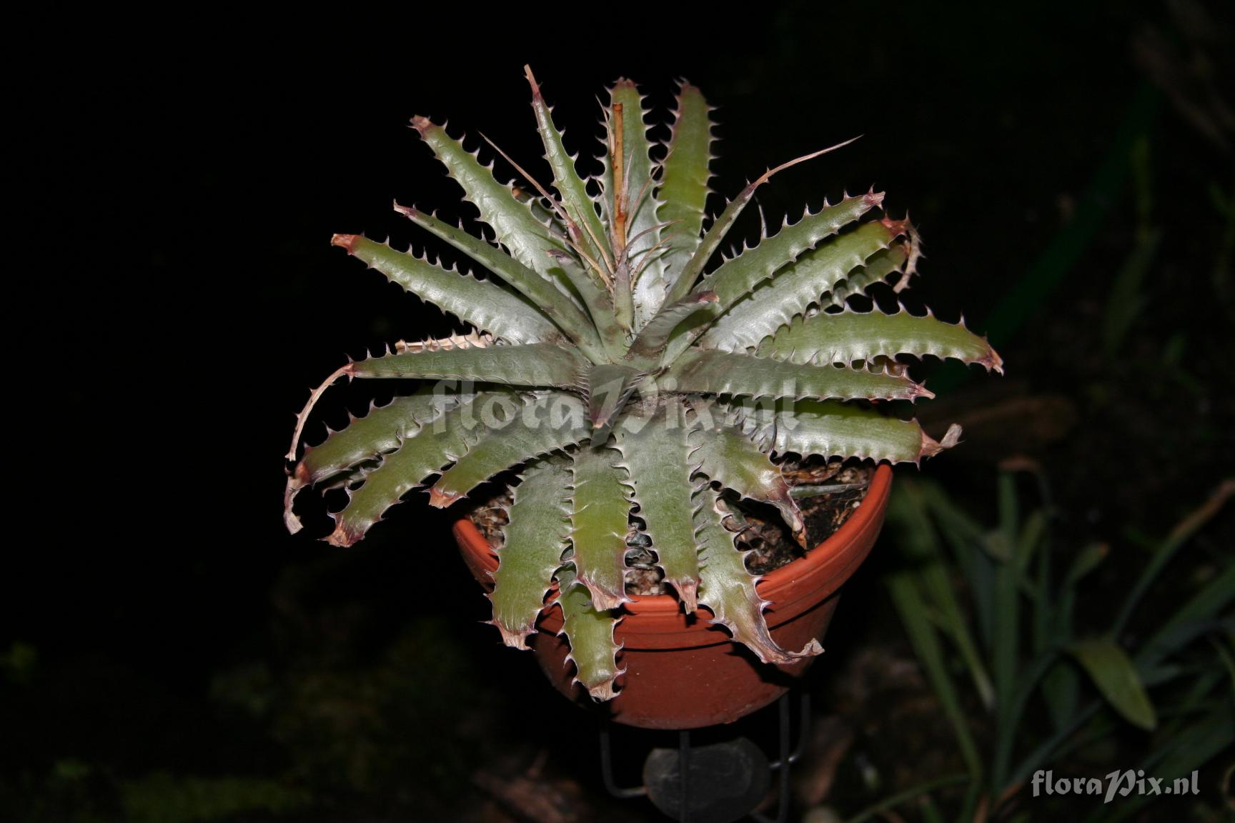 Deuterocohnia longipetala