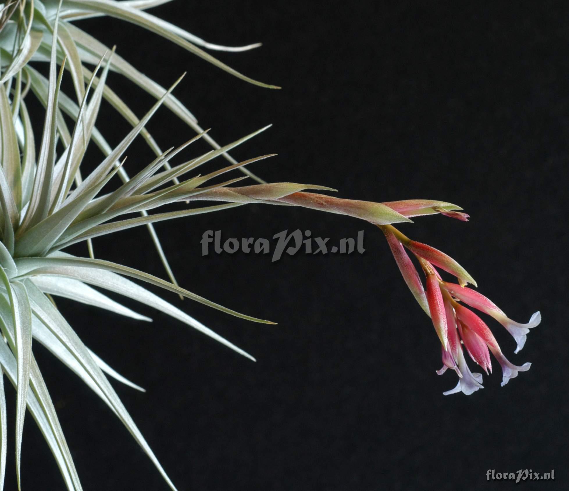 Tillandsia polzii