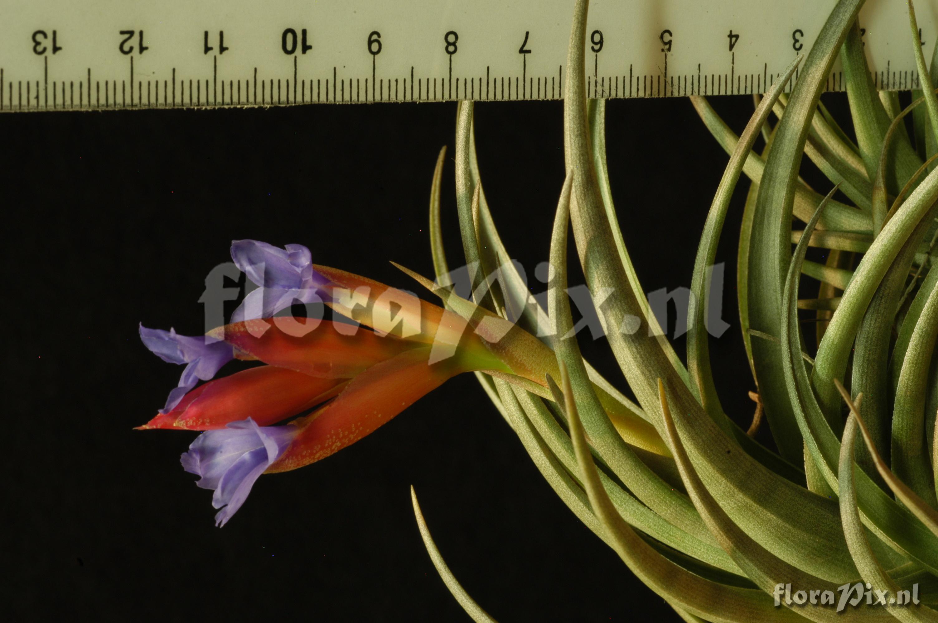 Tillandsia polzii