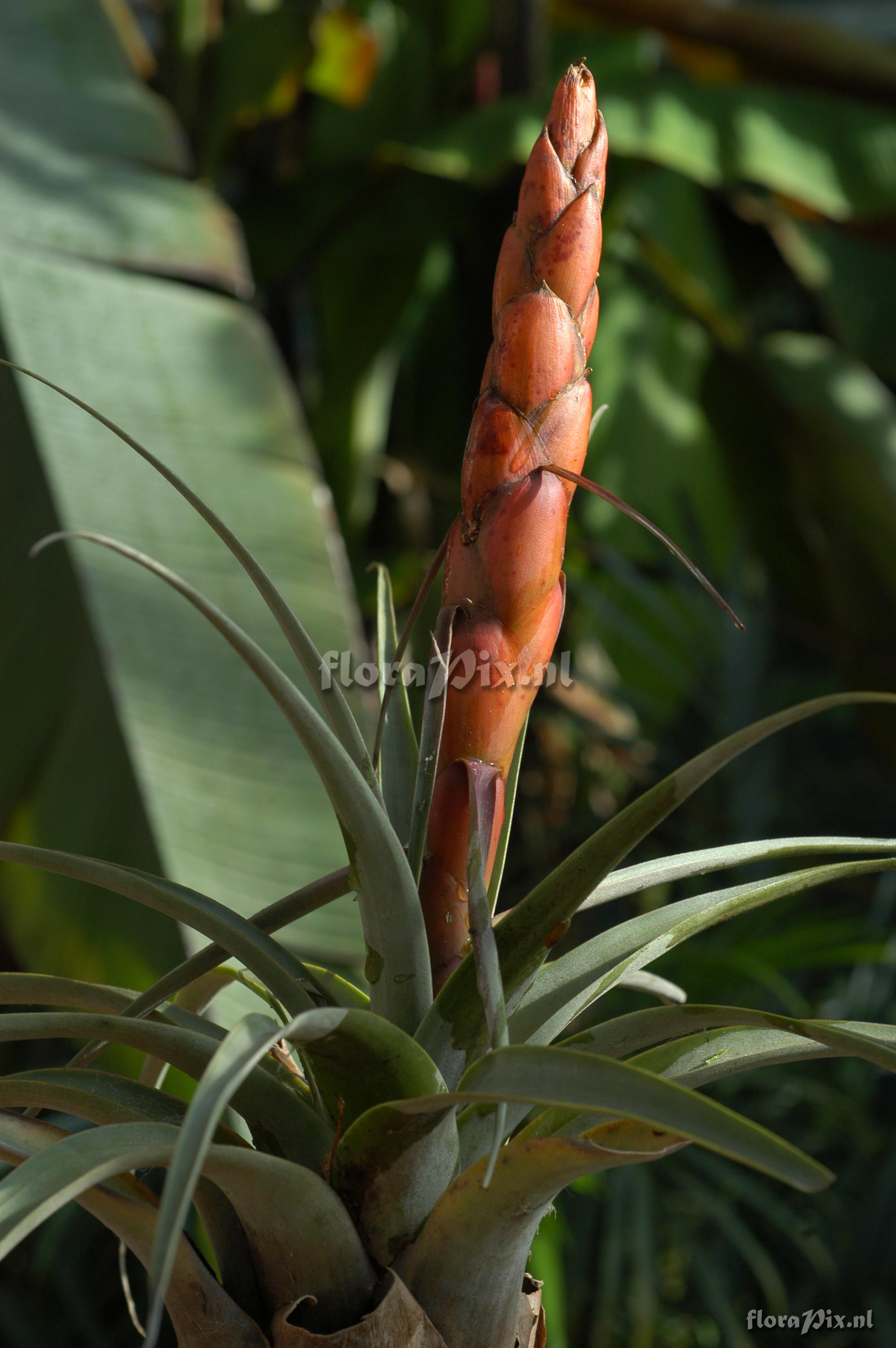 Tillandsia portillae