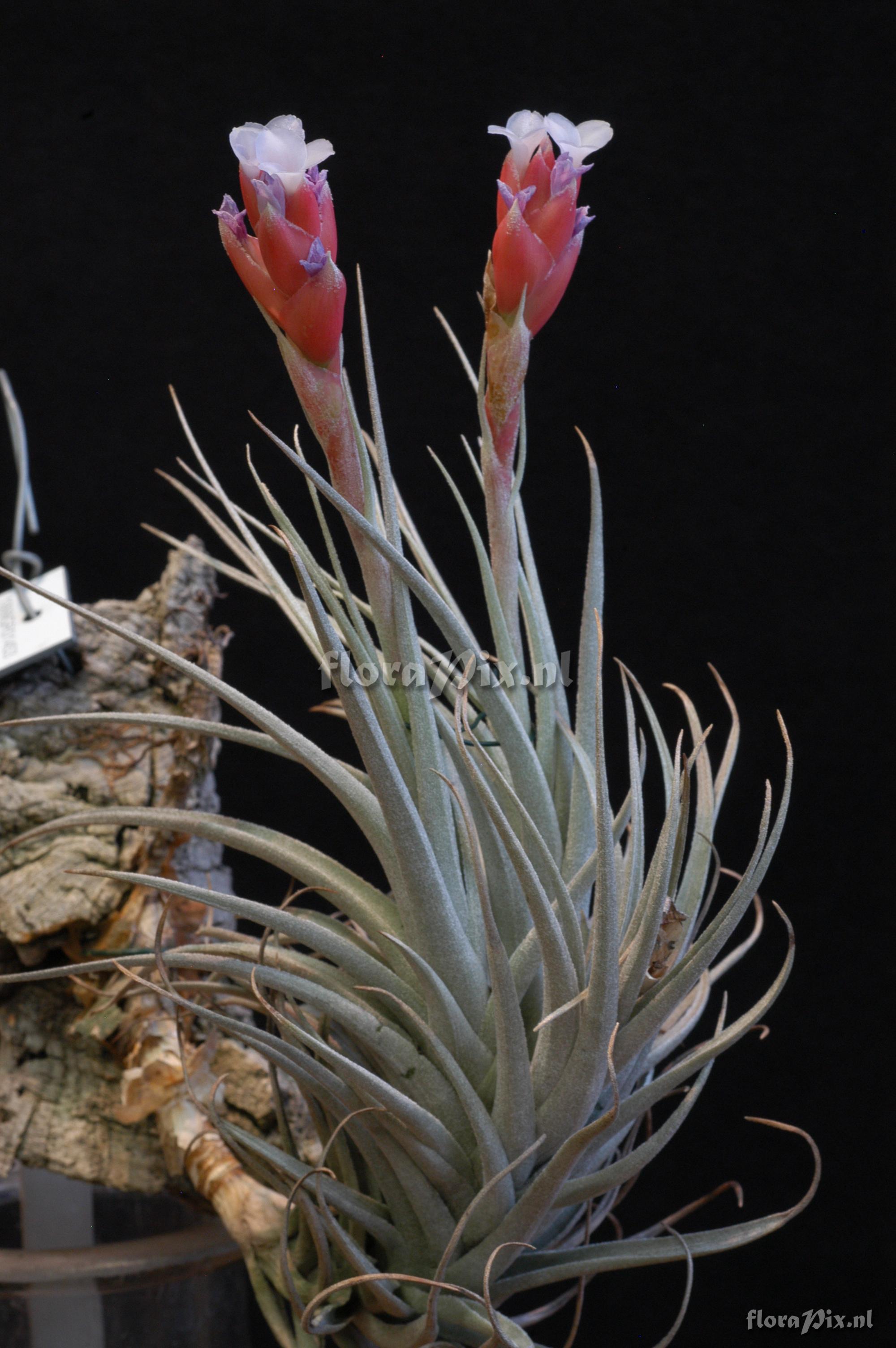 Tillandsia recurvifolia aff. var. subsecundifolia