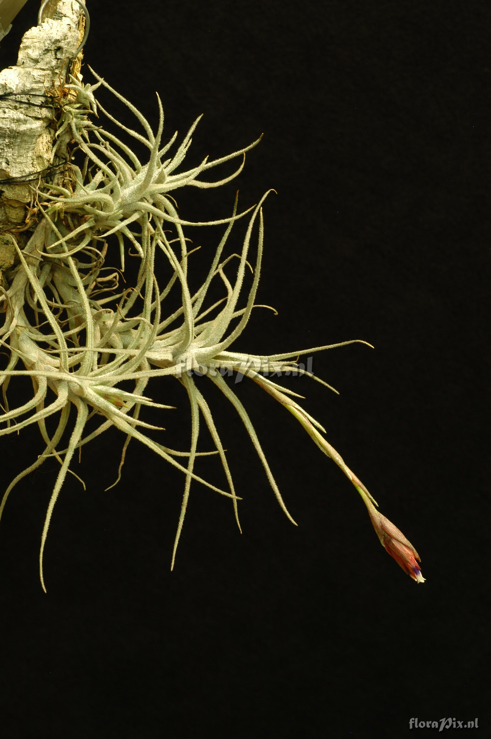 Tillandsia reducta