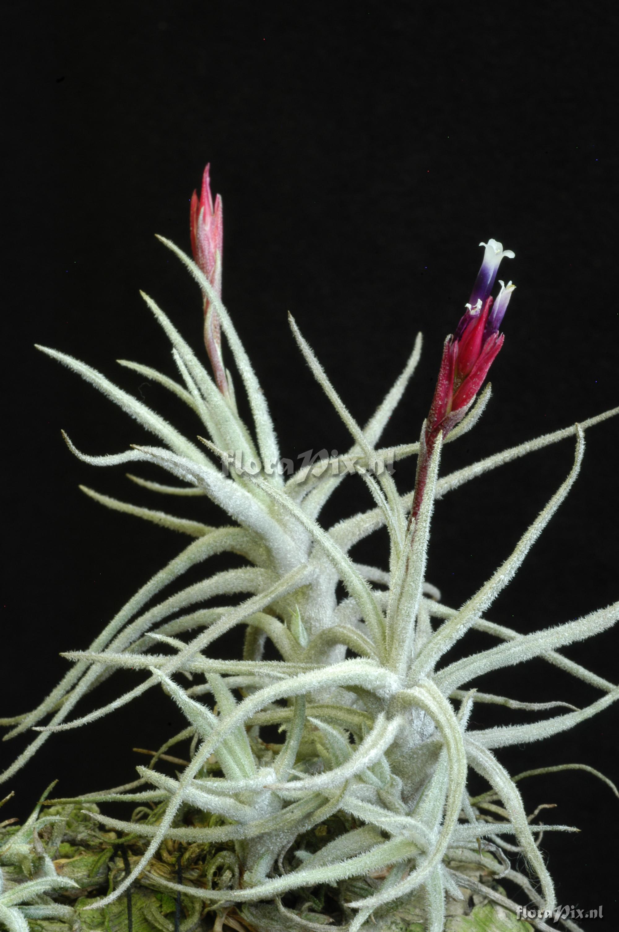 Tillandsia reducta