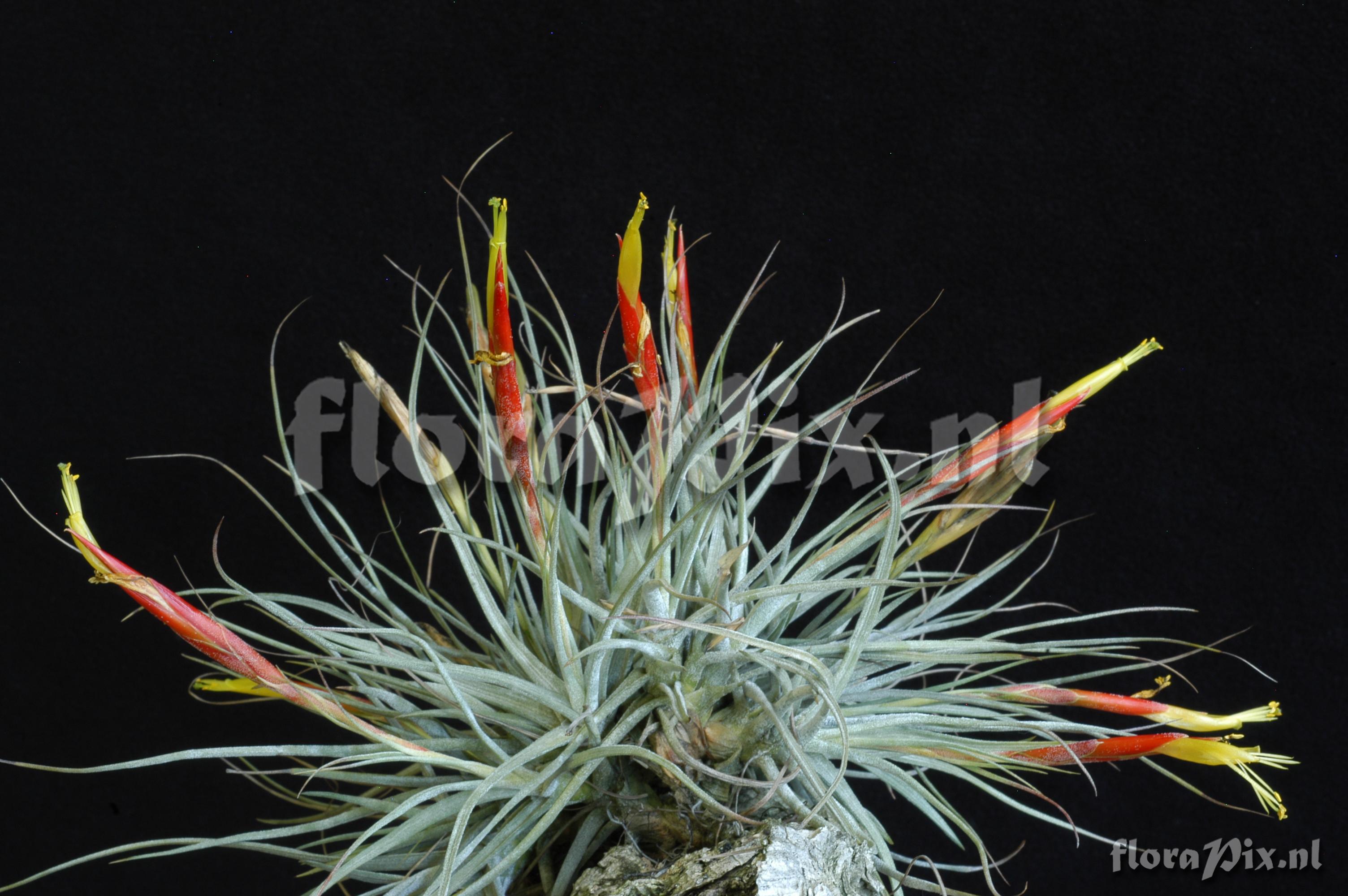 Tillandsia schiedeana