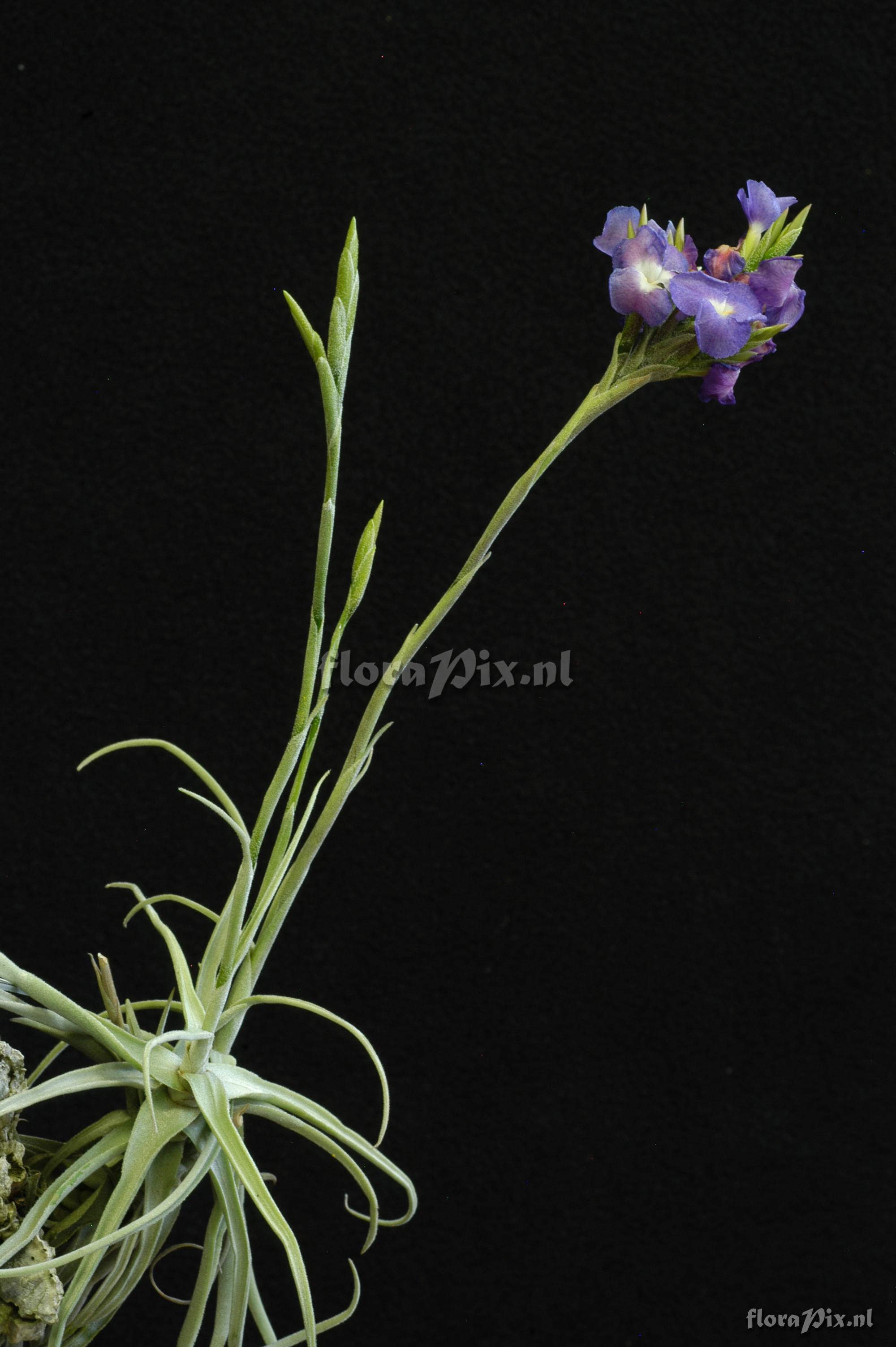 Tillandsia streptocarpa