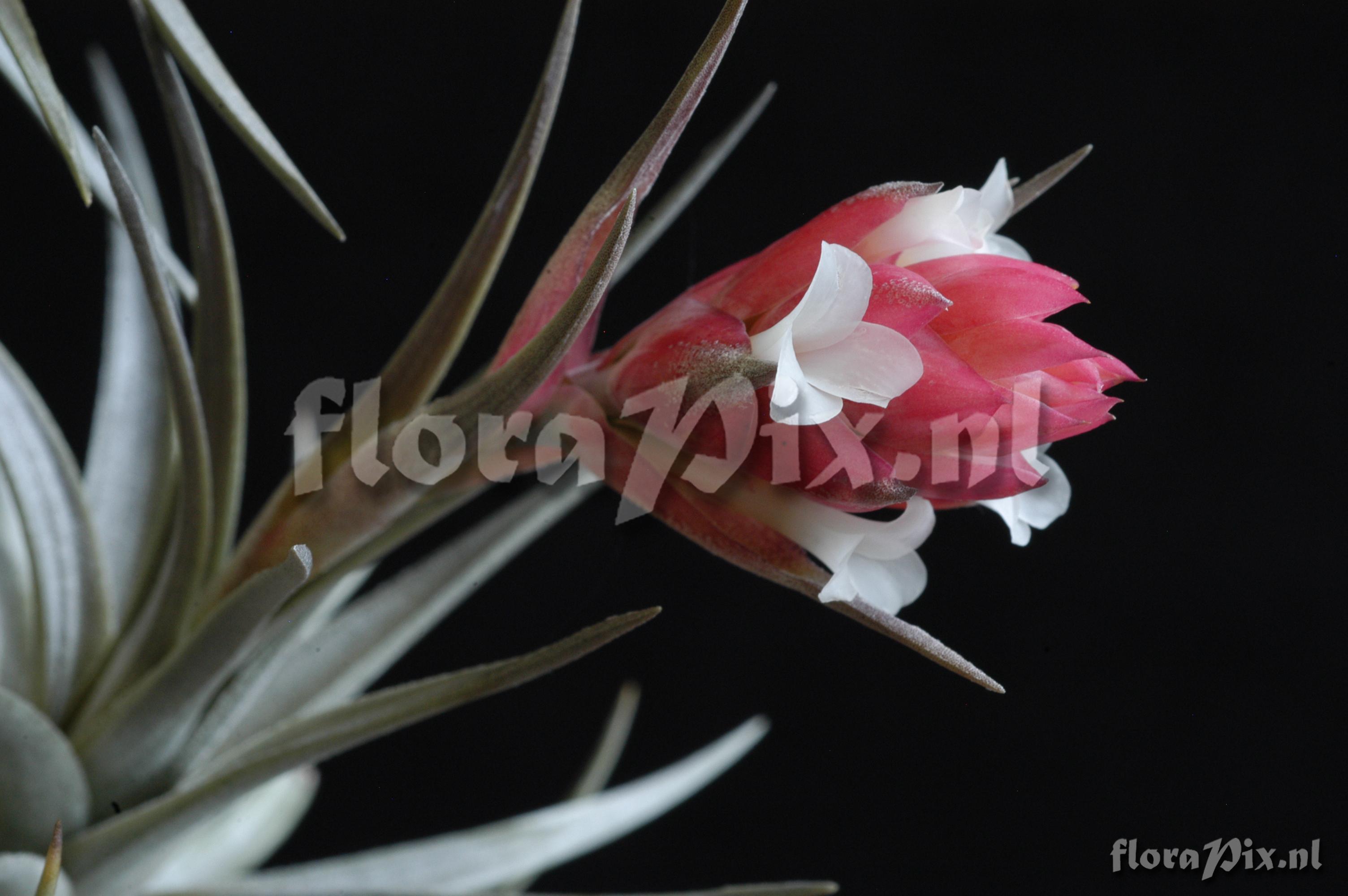 Tillandsia stricta aff. var. albifolia