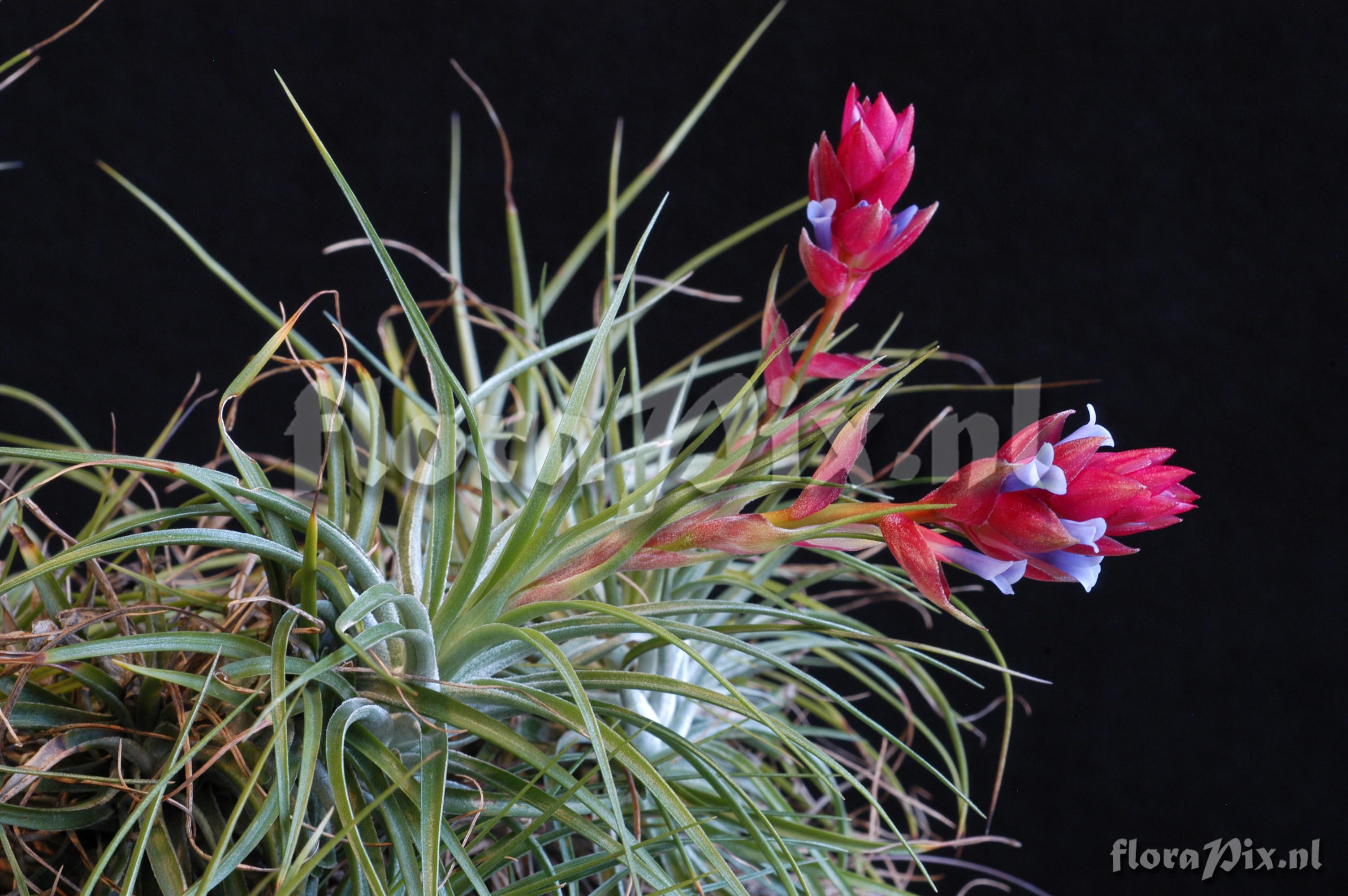 Tillandsia stricta var. stricta