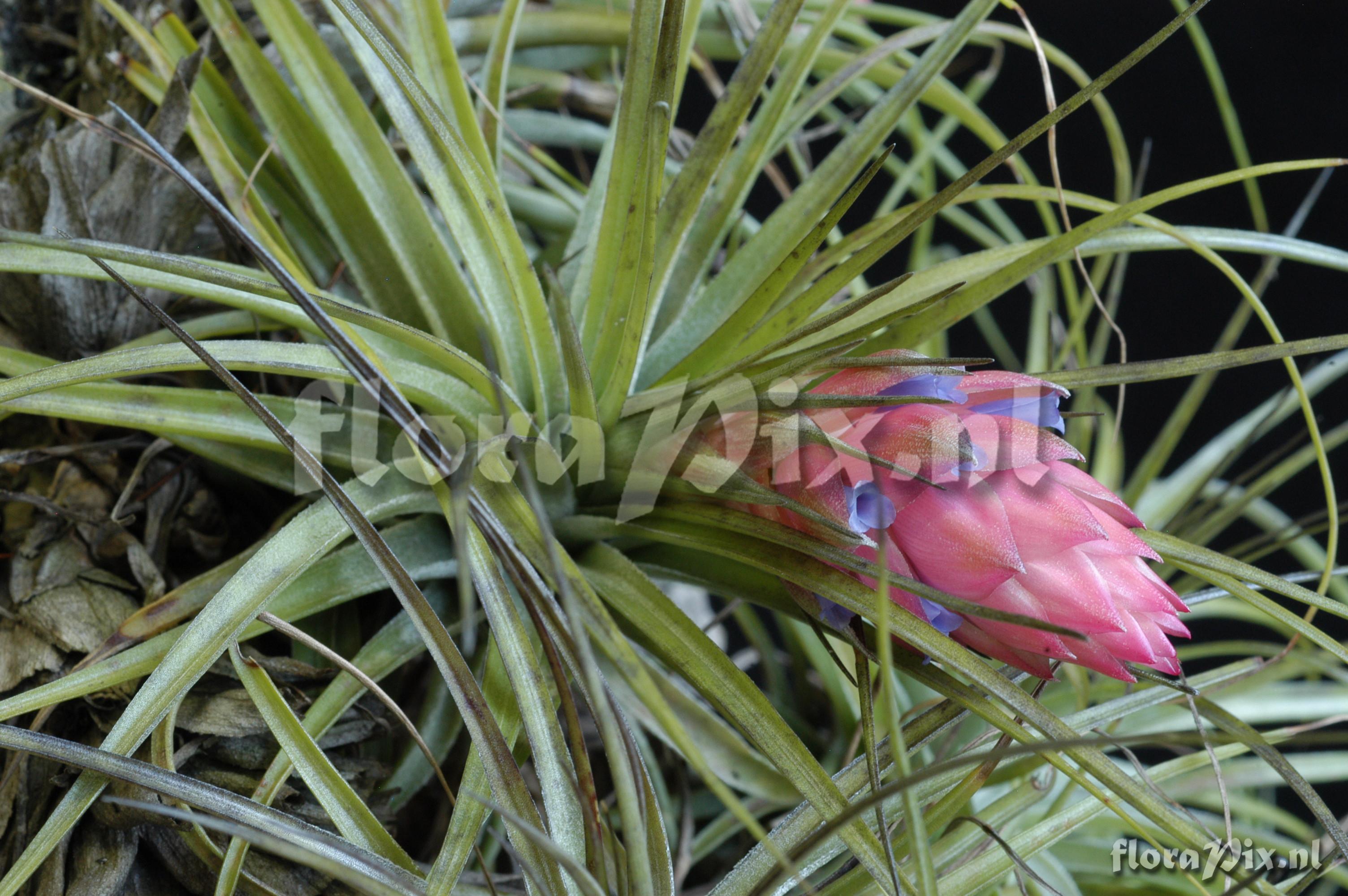 Tillandsia stricta var. stricta