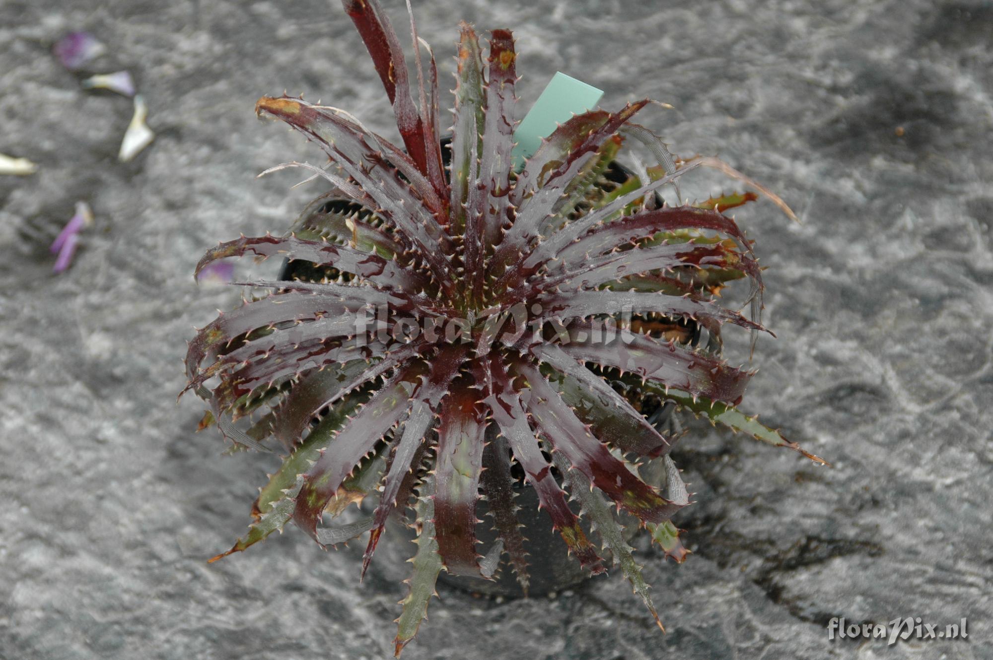 Dyckia fosteriana